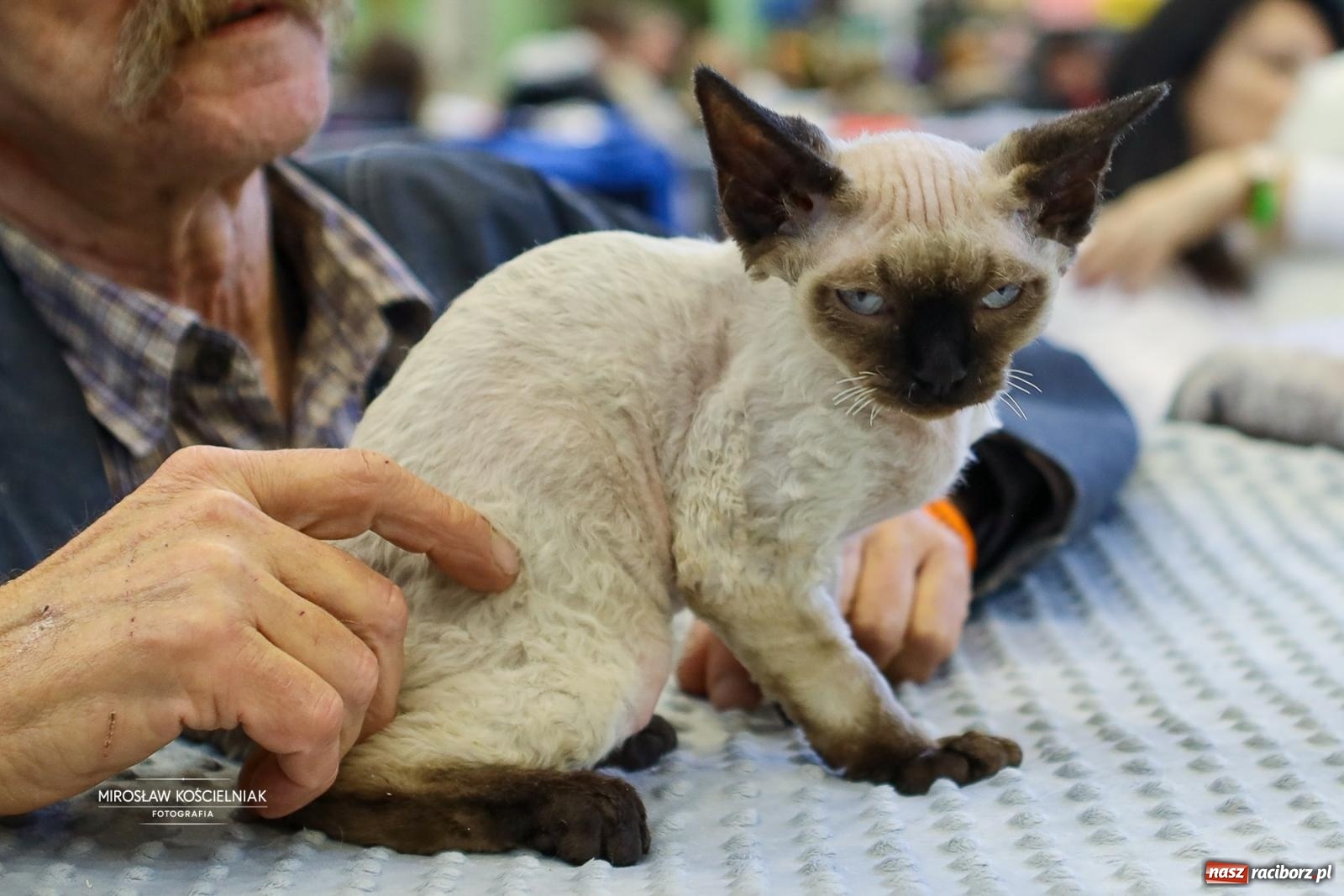 Zdjęcie w galerii na portalu naszraciborz.pl: Kocie piękno w Raciborzu. Trwa Międzynarodowa Wystawa Kotów w arenie Rafako wiadomości z regionu