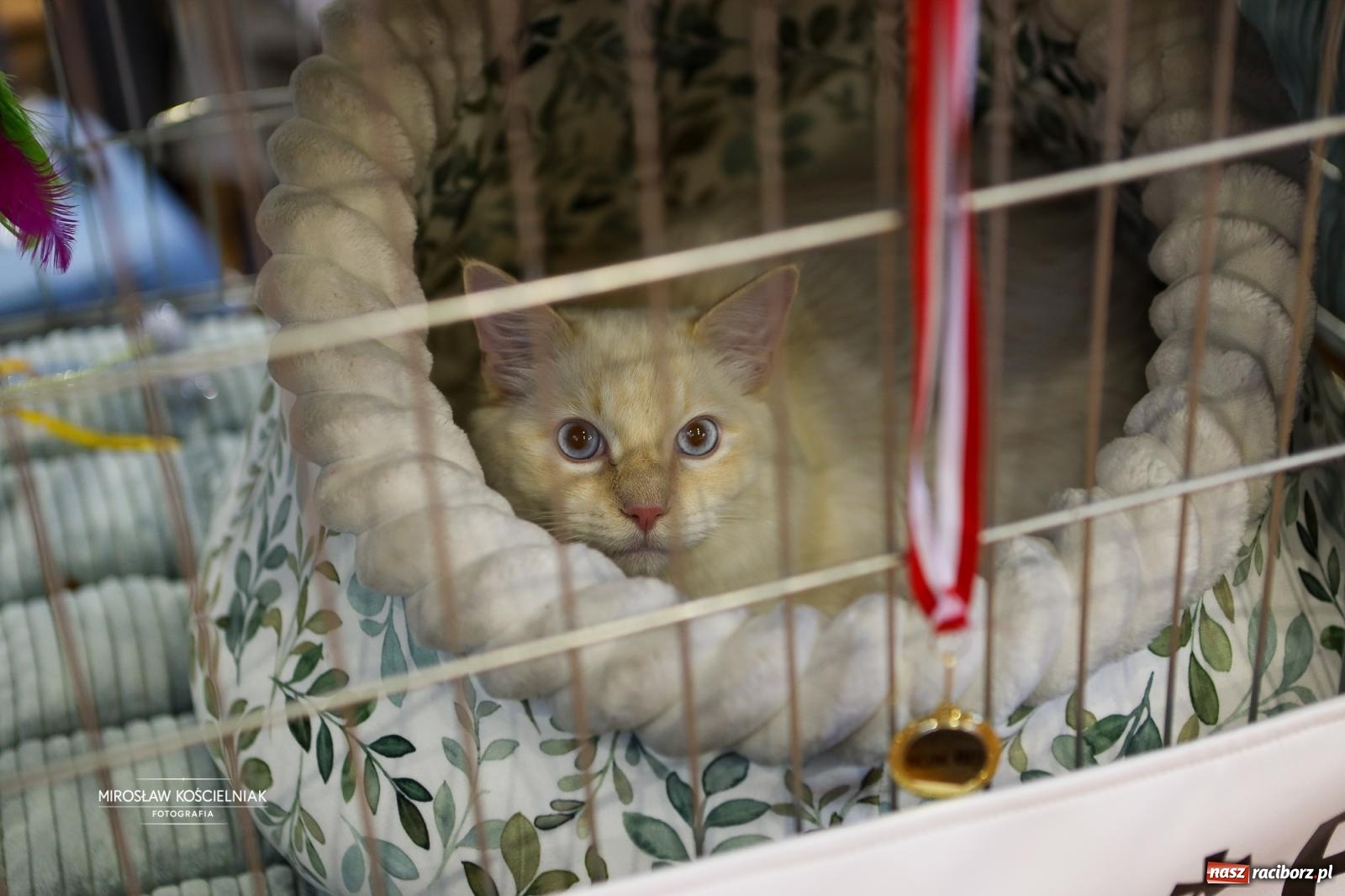 Zdjęcie w galerii na portalu naszraciborz.pl: Kocie piękno w Raciborzu. Trwa Międzynarodowa Wystawa Kotów w arenie Rafako wiadomości z regionu