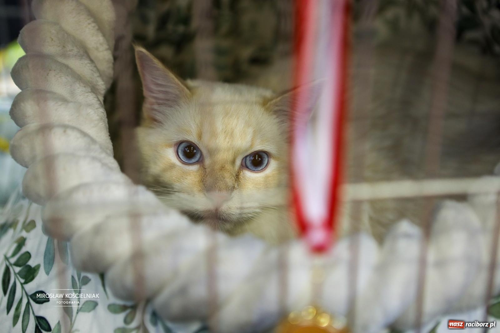 Zdjęcie w galerii na portalu naszraciborz.pl: Kocie piękno w Raciborzu. Trwa Międzynarodowa Wystawa Kotów w arenie Rafako wiadomości z regionu