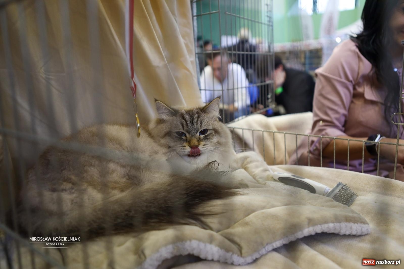 Zdjęcie w galerii na portalu naszraciborz.pl: Kocie piękno w Raciborzu. Trwa Międzynarodowa Wystawa Kotów w arenie Rafako wiadomości z regionu