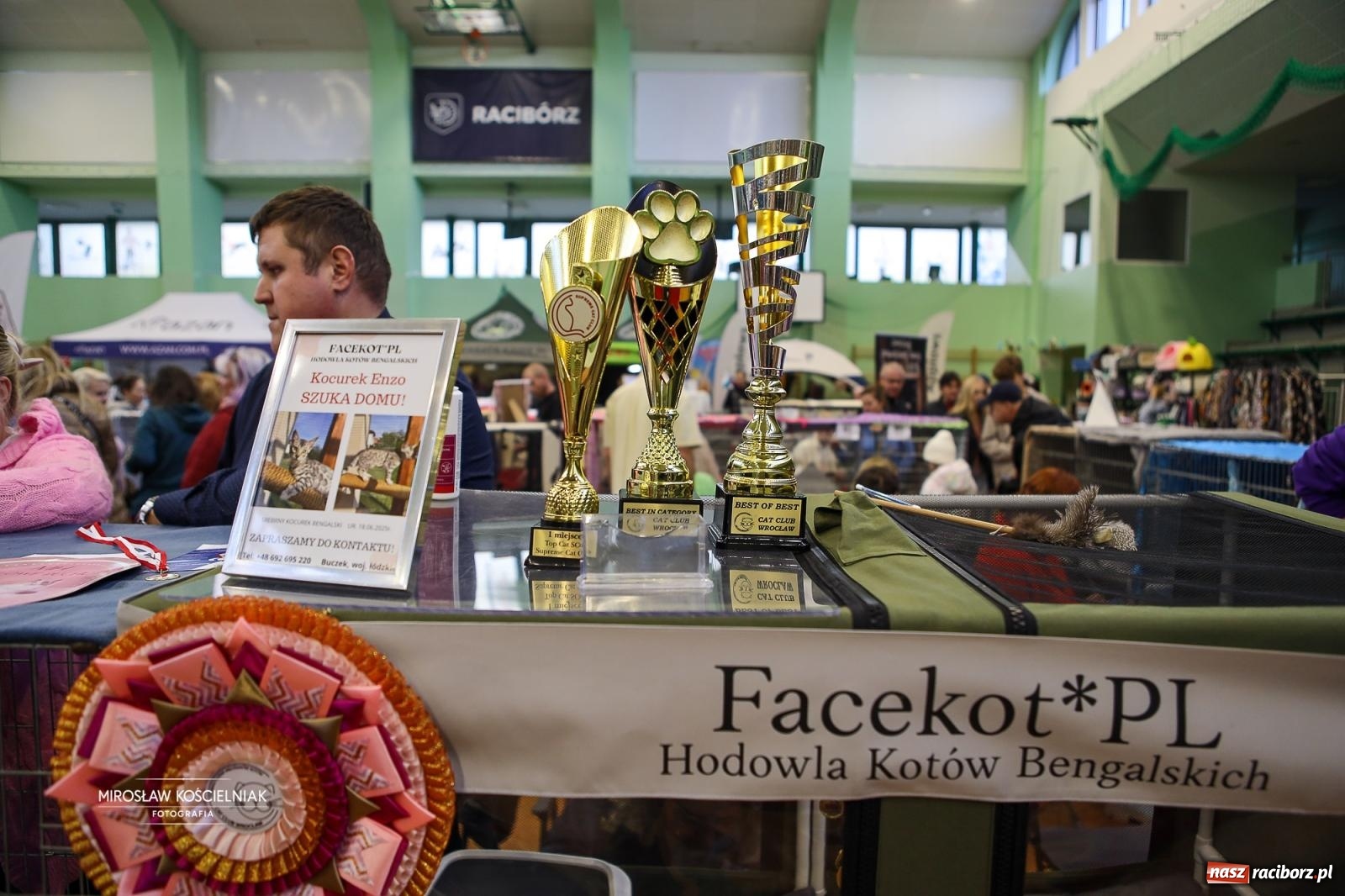 Zdjęcie w galerii na portalu naszraciborz.pl: Kocie piękno w Raciborzu. Trwa Międzynarodowa Wystawa Kotów w arenie Rafako wiadomości z regionu