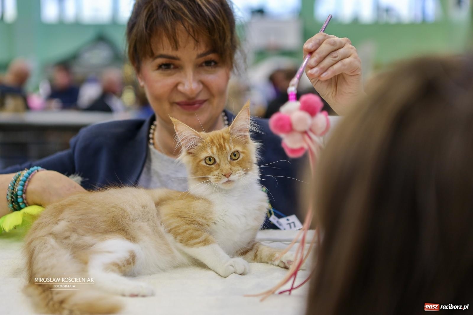 Zdjęcie w galerii na portalu naszraciborz.pl: Kocie piękno w Raciborzu. Trwa Międzynarodowa Wystawa Kotów w arenie Rafako wiadomości z regionu