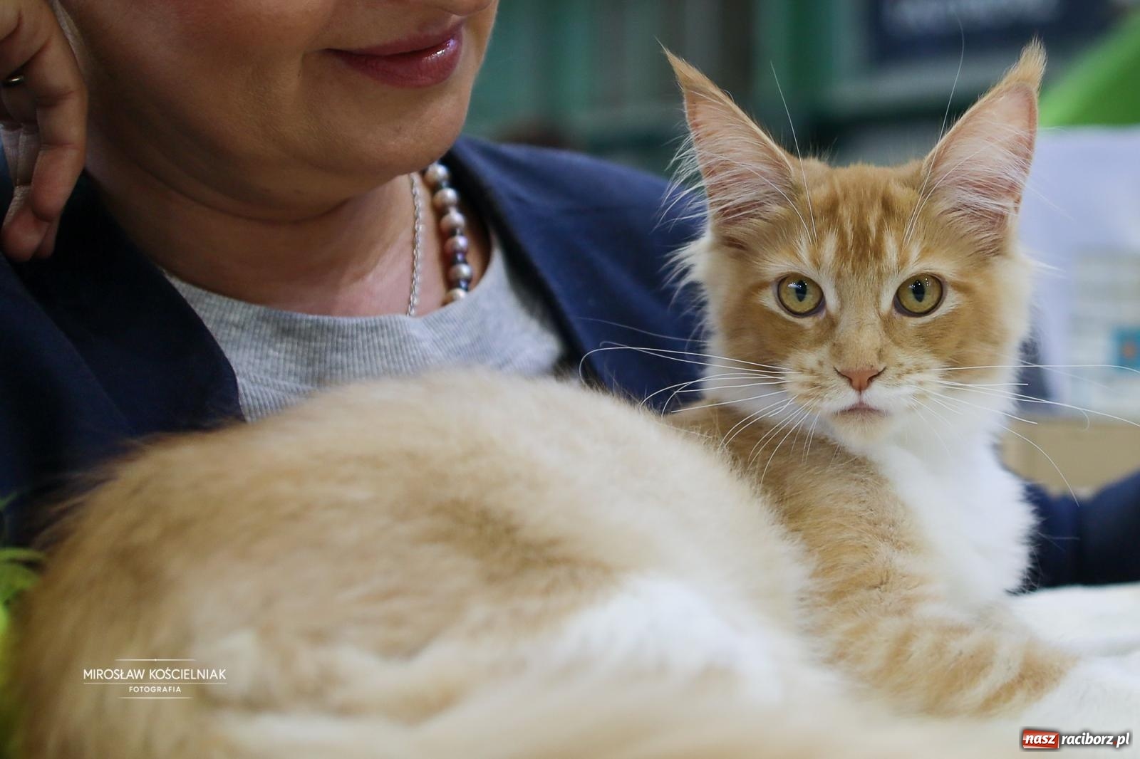 Zdjęcie w galerii na portalu naszraciborz.pl: Kocie piękno w Raciborzu. Trwa Międzynarodowa Wystawa Kotów w arenie Rafako wiadomości z regionu
