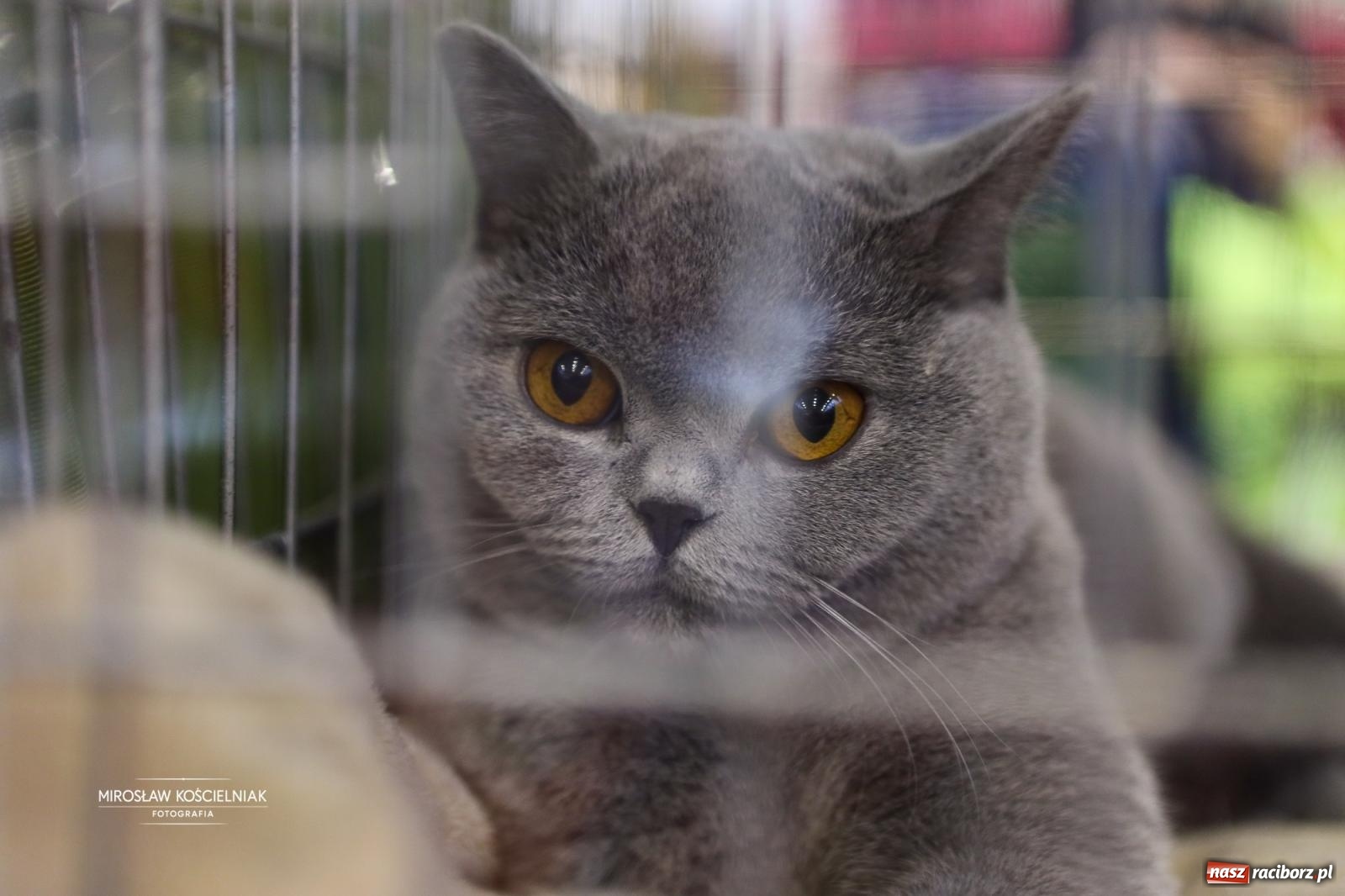 Zdjęcie w galerii na portalu naszraciborz.pl: Kocie piękno w Raciborzu. Trwa Międzynarodowa Wystawa Kotów w arenie Rafako wiadomości z regionu