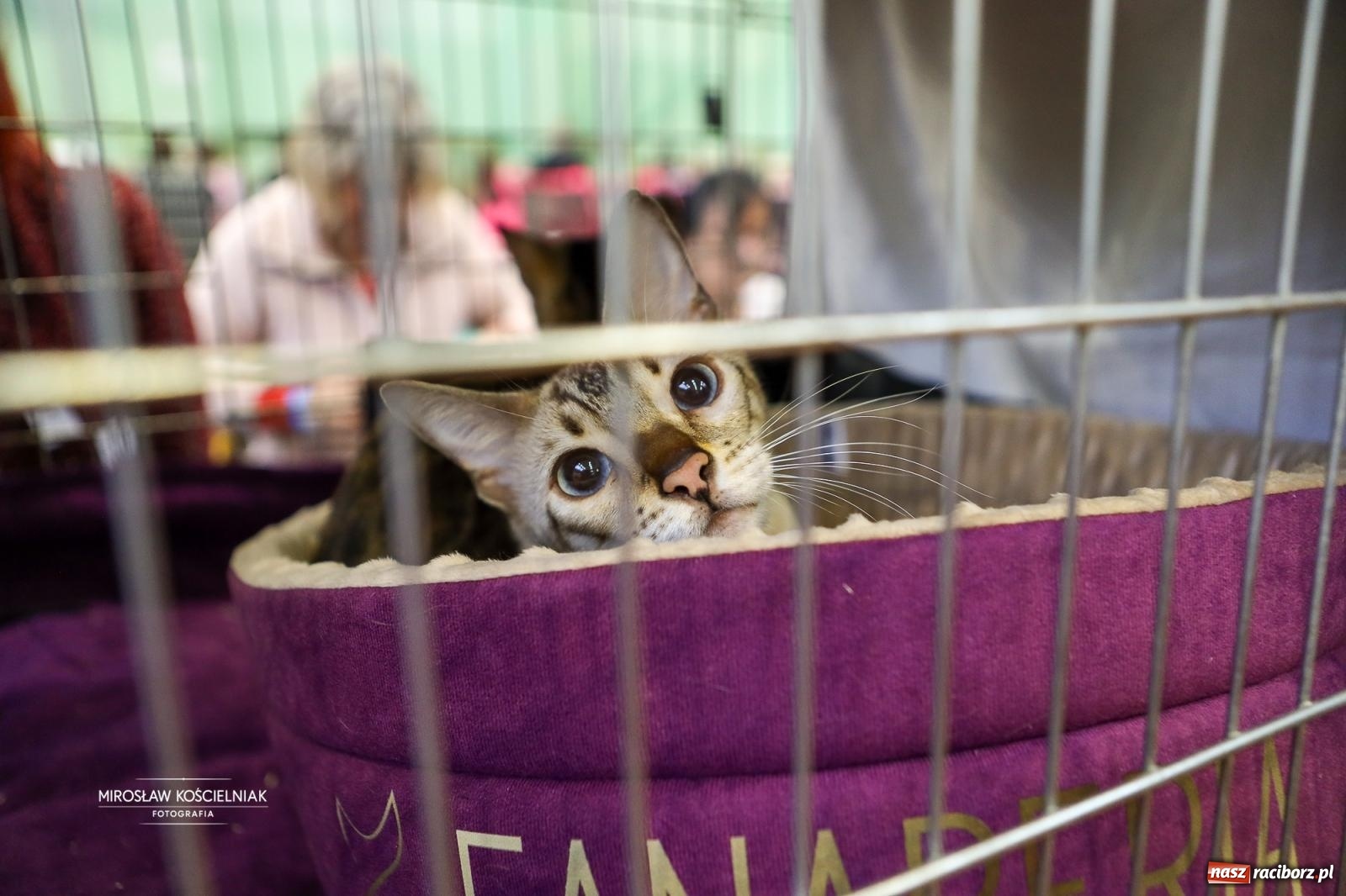 Zdjęcie w galerii na portalu naszraciborz.pl: Kocie piękno w Raciborzu. Trwa Międzynarodowa Wystawa Kotów w arenie Rafako wiadomości z regionu
