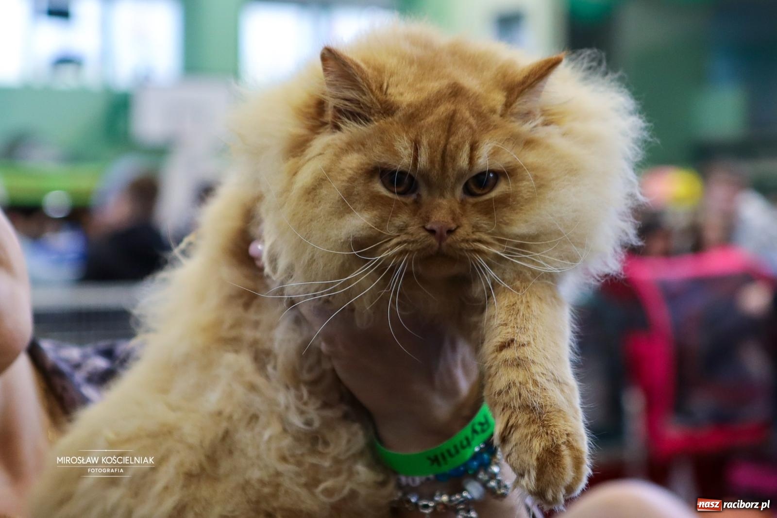 Zdjęcie w galerii na portalu naszraciborz.pl: Kocie piękno w Raciborzu. Trwa Międzynarodowa Wystawa Kotów w arenie Rafako wiadomości z regionu