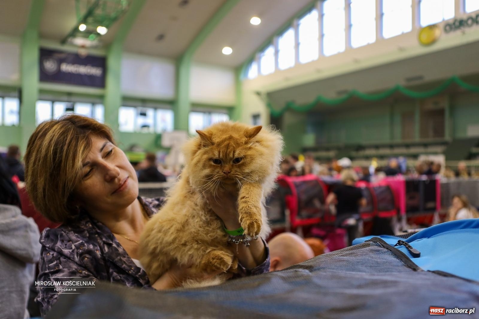 Zdjęcie w galerii na portalu naszraciborz.pl: Kocie piękno w Raciborzu. Trwa Międzynarodowa Wystawa Kotów w arenie Rafako wiadomości z regionu