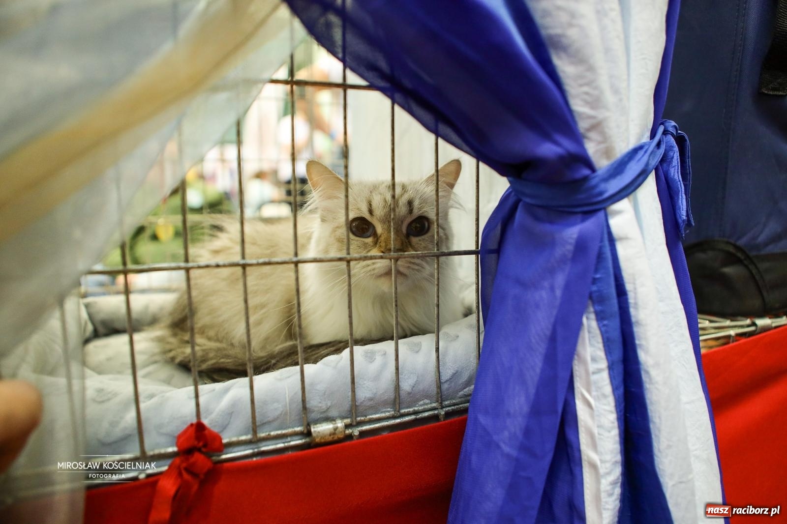 Zdjęcie w galerii na portalu naszraciborz.pl: Kocie piękno w Raciborzu. Trwa Międzynarodowa Wystawa Kotów w arenie Rafako wiadomości z regionu