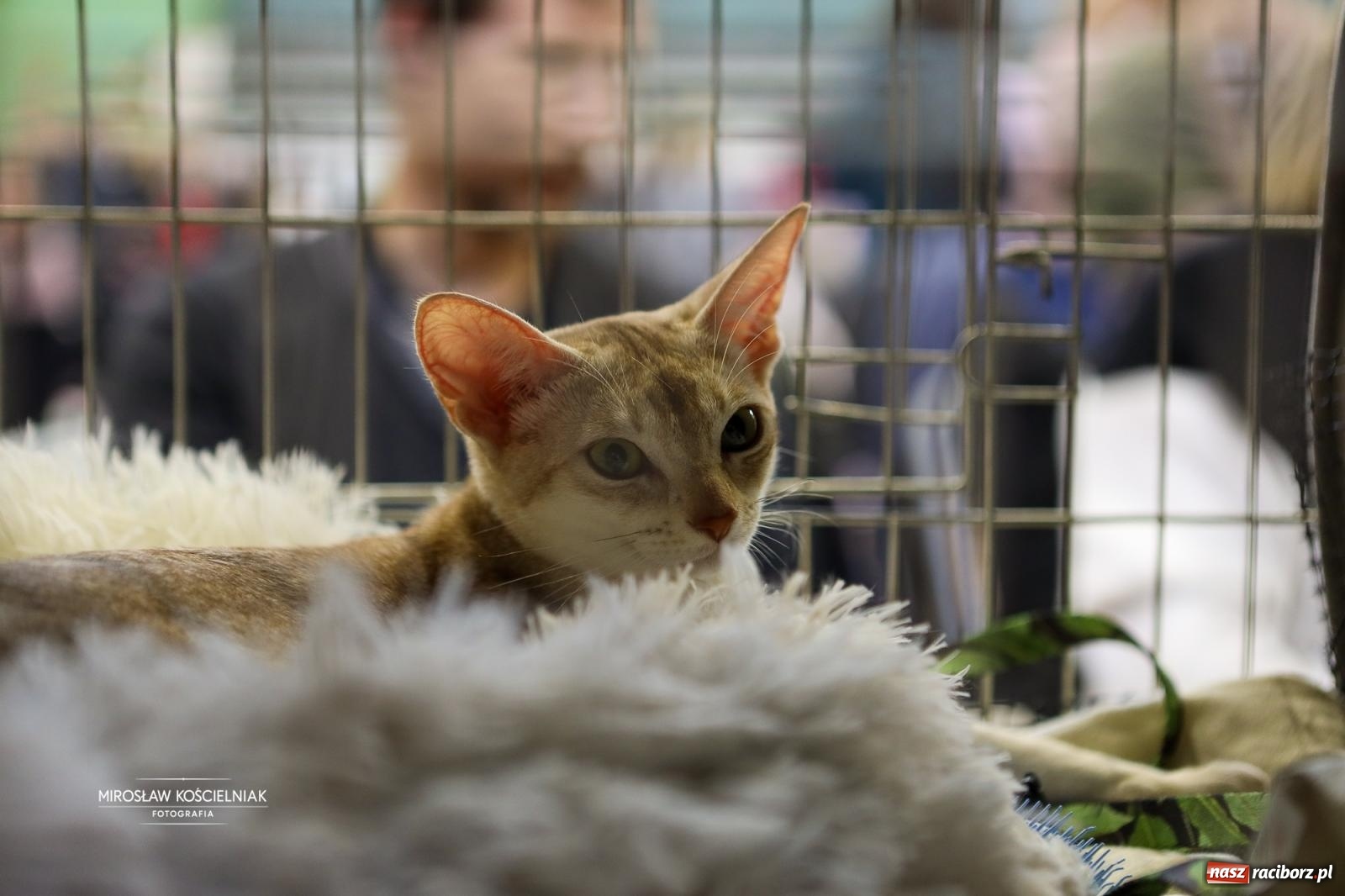 Zdjęcie w galerii na portalu naszraciborz.pl: Kocie piękno w Raciborzu. Trwa Międzynarodowa Wystawa Kotów w arenie Rafako wiadomości z regionu