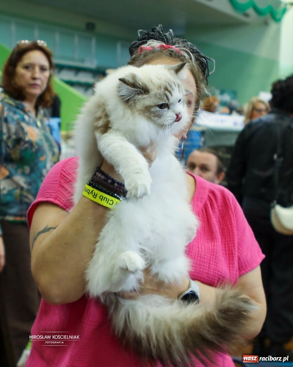 Zdjęcie w galerii na portalu naszraciborz.pl: Kocie piękno w Raciborzu. Trwa Międzynarodowa Wystawa Kotów w arenie Rafako wiadomości z regionu
