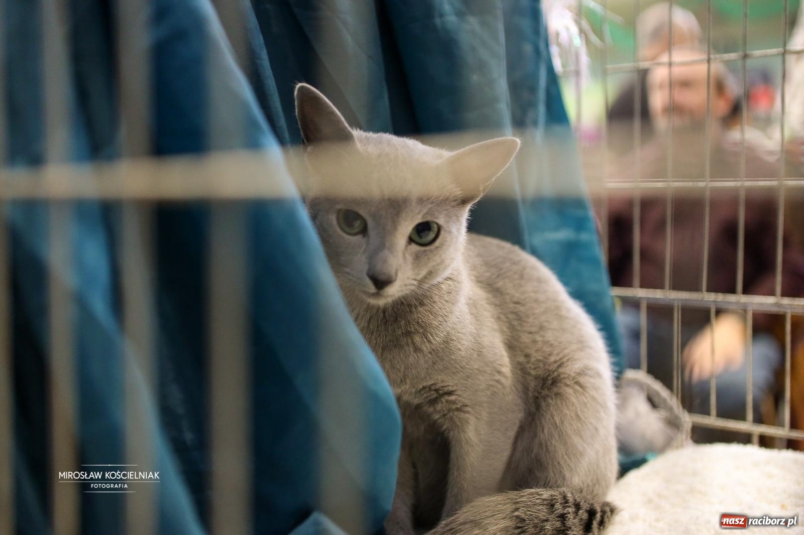 Zdjęcie w galerii na portalu naszraciborz.pl: Kocie piękno w Raciborzu. Trwa Międzynarodowa Wystawa Kotów w arenie Rafako wiadomości z regionu