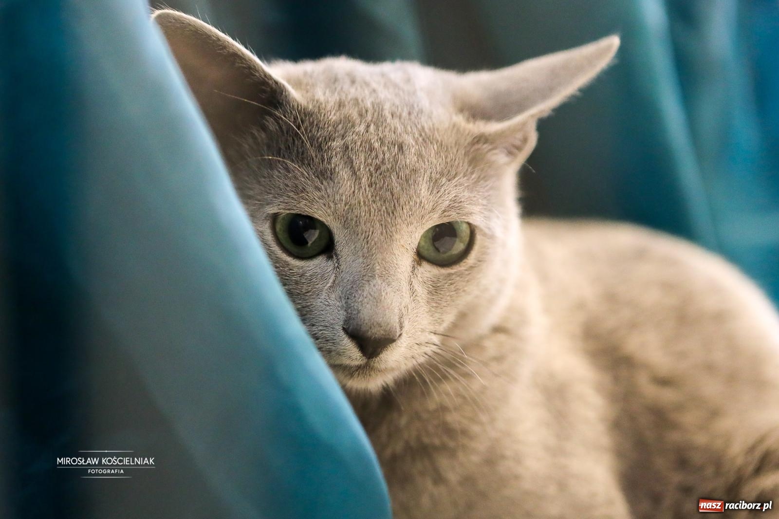 Zdjęcie w galerii na portalu naszraciborz.pl: Kocie piękno w Raciborzu. Trwa Międzynarodowa Wystawa Kotów w arenie Rafako wiadomości z regionu
