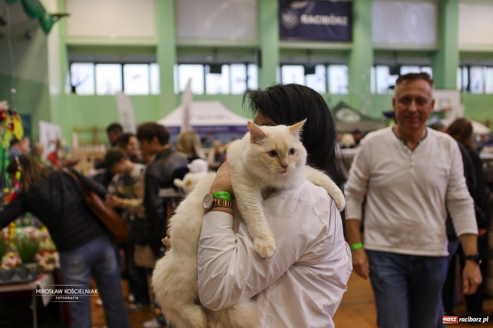 Zdjęcie w galerii na portalu naszraciborz.pl: Kocie piękno w Raciborzu. Trwa Międzynarodowa Wystawa Kotów w arenie Rafako wiadomości z regionu