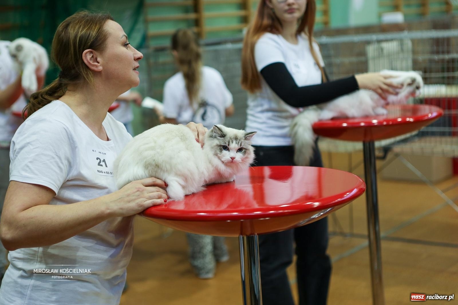 Zdjęcie w galerii na portalu naszraciborz.pl: Kocie piękno w Raciborzu. Trwa Międzynarodowa Wystawa Kotów w arenie Rafako wiadomości z regionu