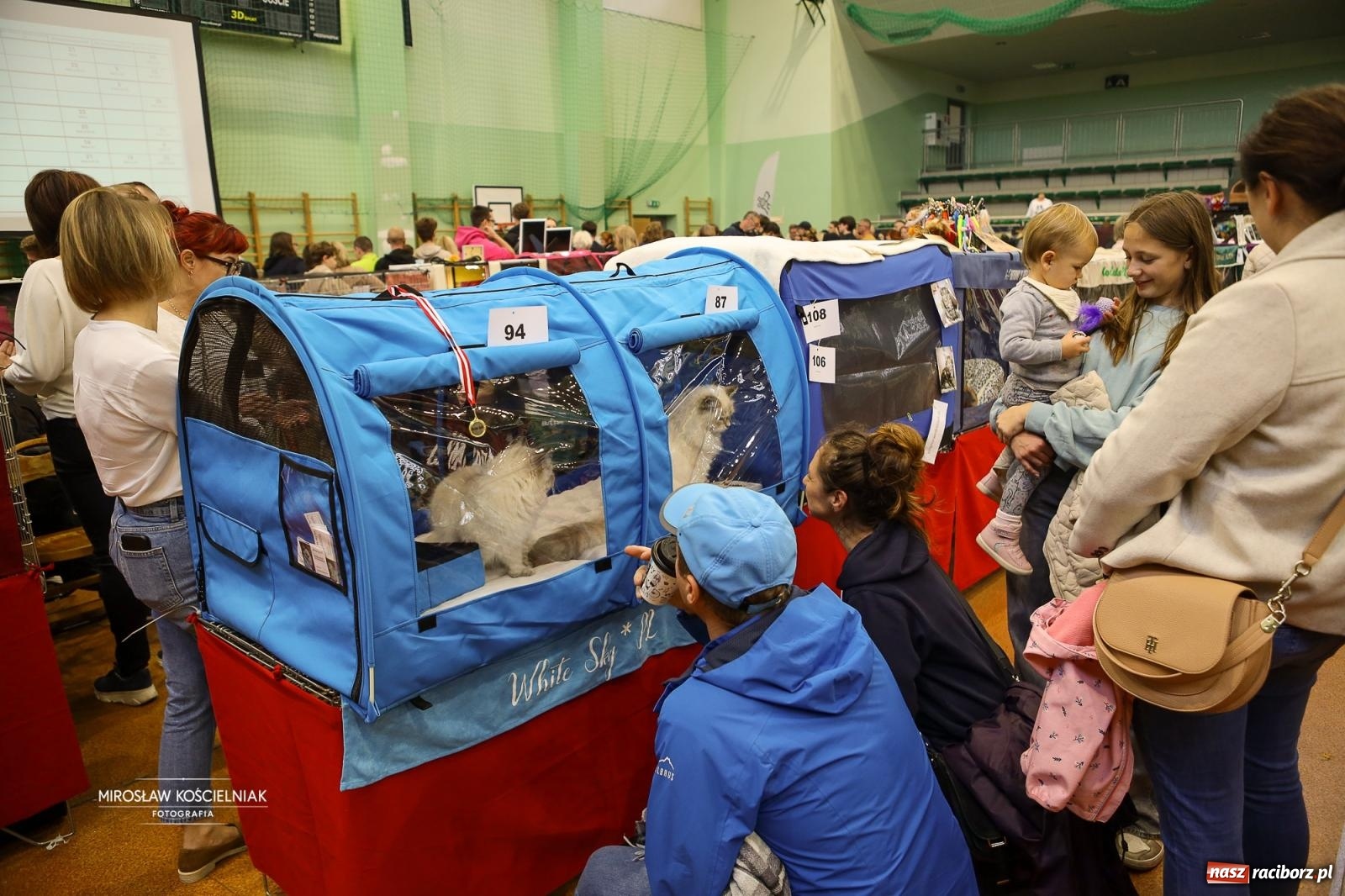 Zdjęcie w galerii na portalu naszraciborz.pl: Kocie piękno w Raciborzu. Trwa Międzynarodowa Wystawa Kotów w arenie Rafako wiadomości z regionu