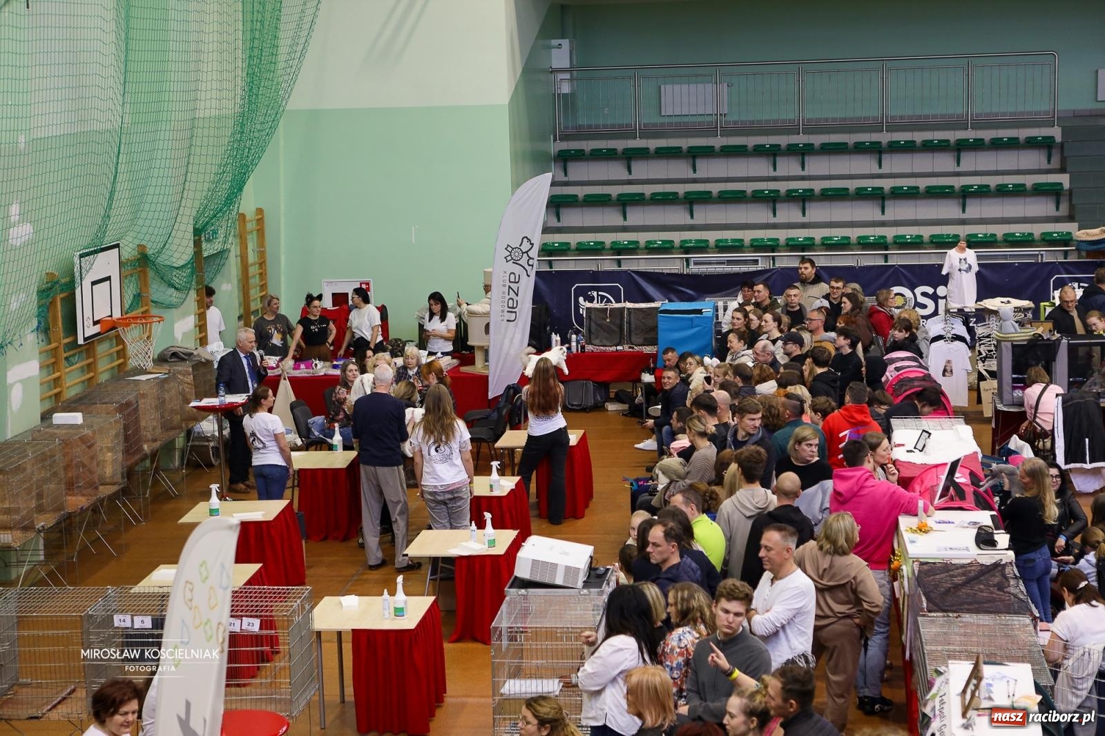 Zdjęcie w galerii na portalu naszraciborz.pl: Kocie piękno w Raciborzu. Trwa Międzynarodowa Wystawa Kotów w arenie Rafako wiadomości z regionu