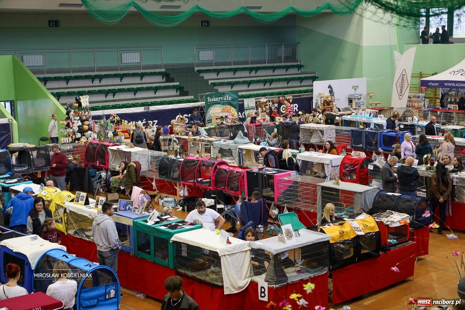 Zdjęcie w galerii na portalu naszraciborz.pl: Kocie piękno w Raciborzu. Trwa Międzynarodowa Wystawa Kotów w arenie Rafako wiadomości z regionu