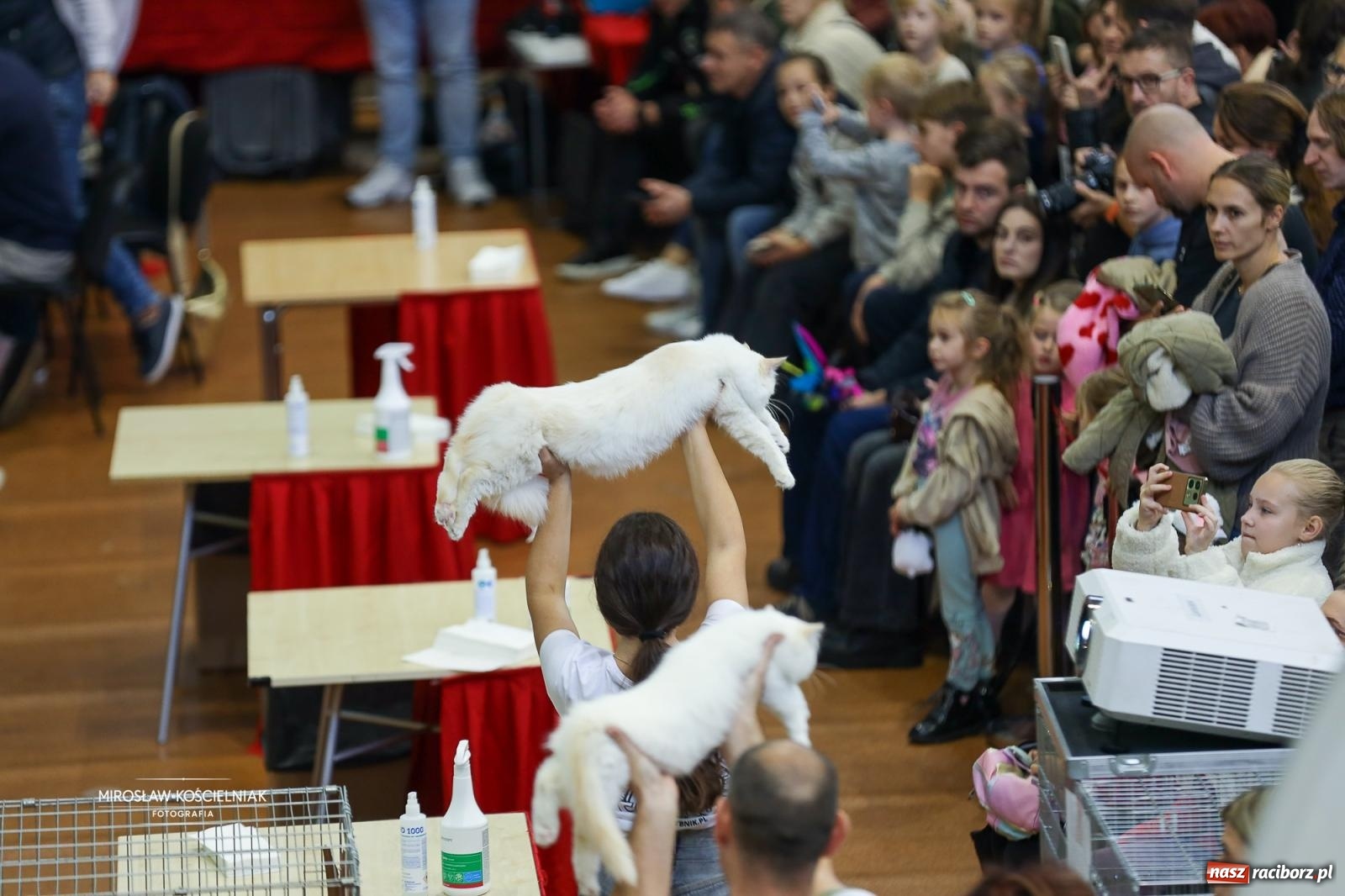 Zdjęcie w galerii na portalu naszraciborz.pl: Kocie piękno w Raciborzu. Trwa Międzynarodowa Wystawa Kotów w arenie Rafako wiadomości z regionu