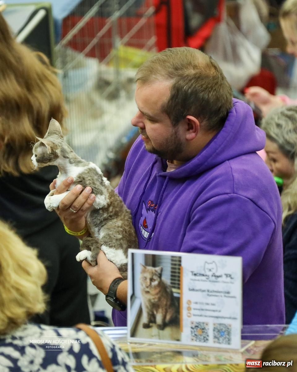 Zdjęcie w galerii na portalu naszraciborz.pl: Kocie piękno w Raciborzu. Trwa Międzynarodowa Wystawa Kotów w arenie Rafako wiadomości z regionu