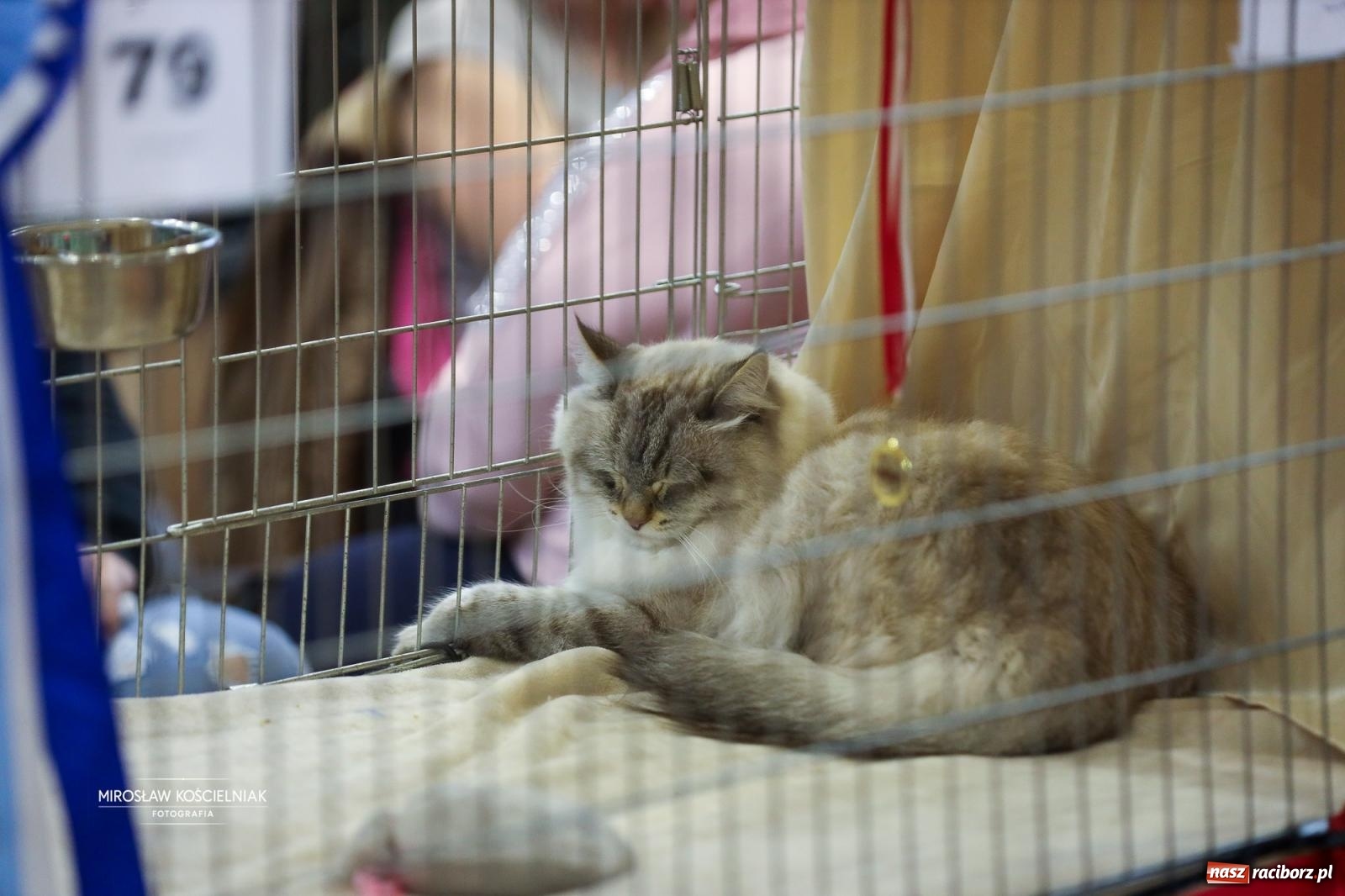 Zdjęcie w galerii na portalu naszraciborz.pl: Kocie piękno w Raciborzu. Trwa Międzynarodowa Wystawa Kotów w arenie Rafako wiadomości z regionu