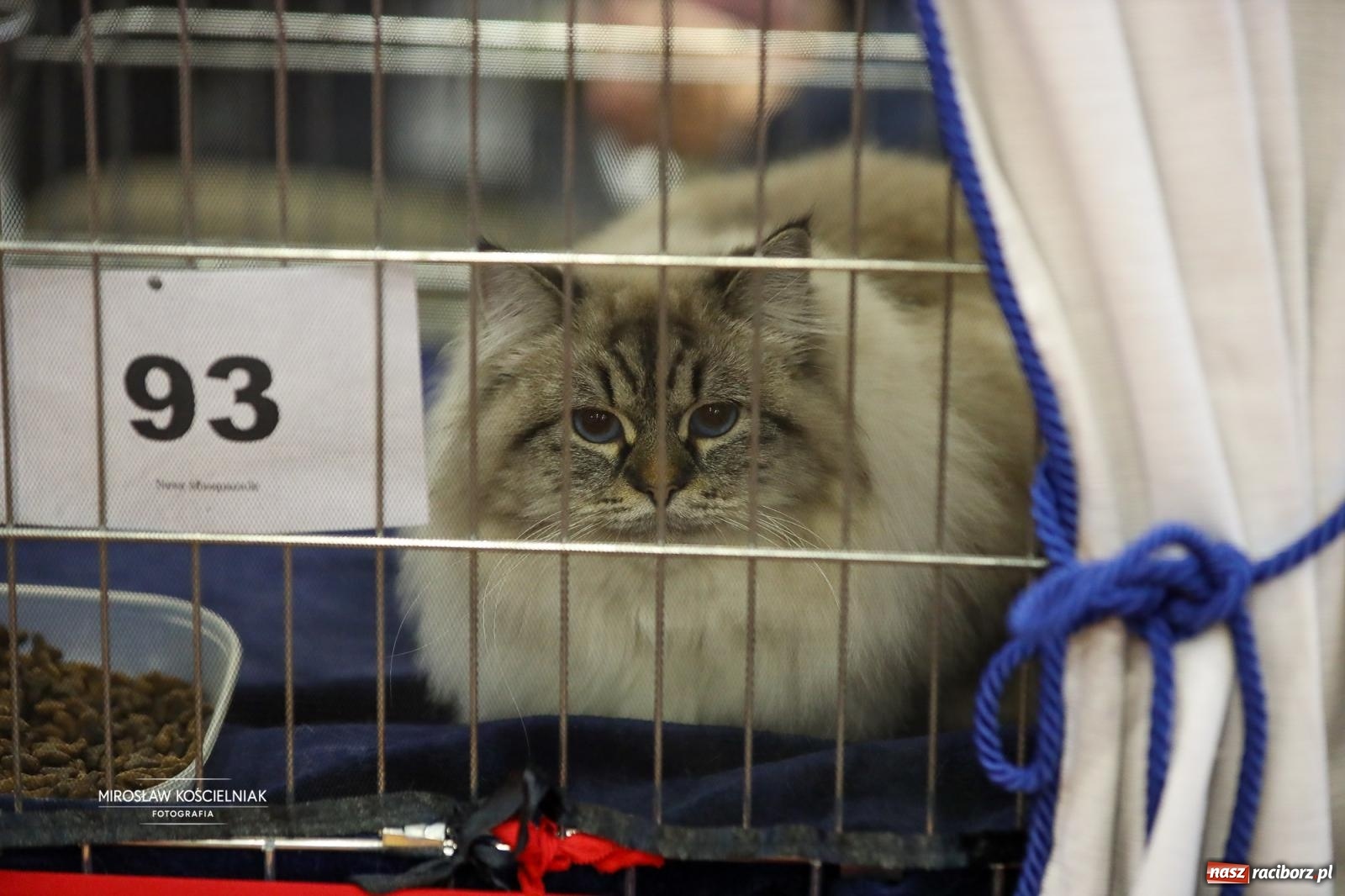 Zdjęcie w galerii na portalu naszraciborz.pl: Kocie piękno w Raciborzu. Trwa Międzynarodowa Wystawa Kotów w arenie Rafako wiadomości z regionu