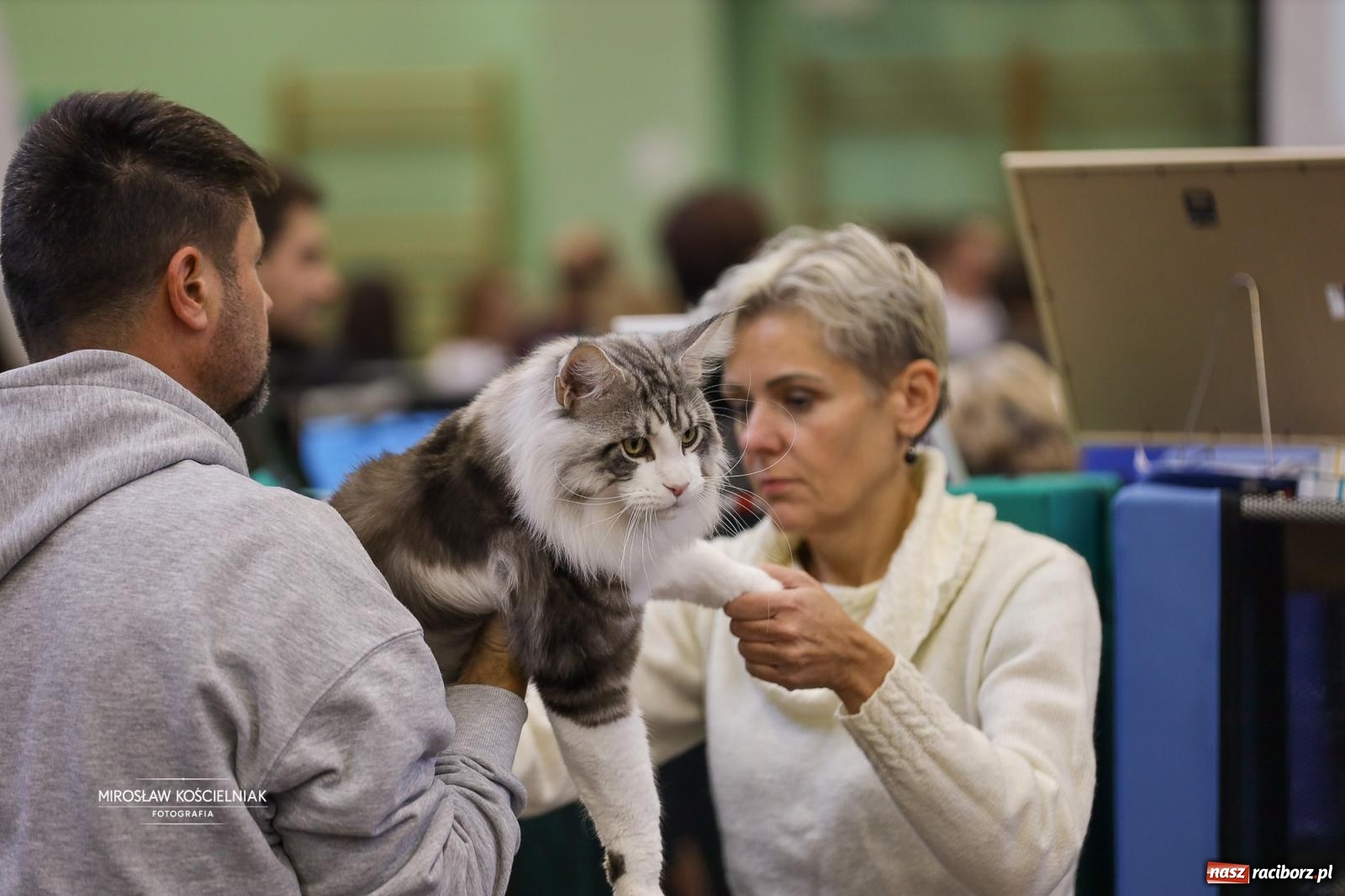 Zdjęcie w galerii na portalu naszraciborz.pl: Kocie piękno w Raciborzu. Trwa Międzynarodowa Wystawa Kotów w arenie Rafako wiadomości z regionu
