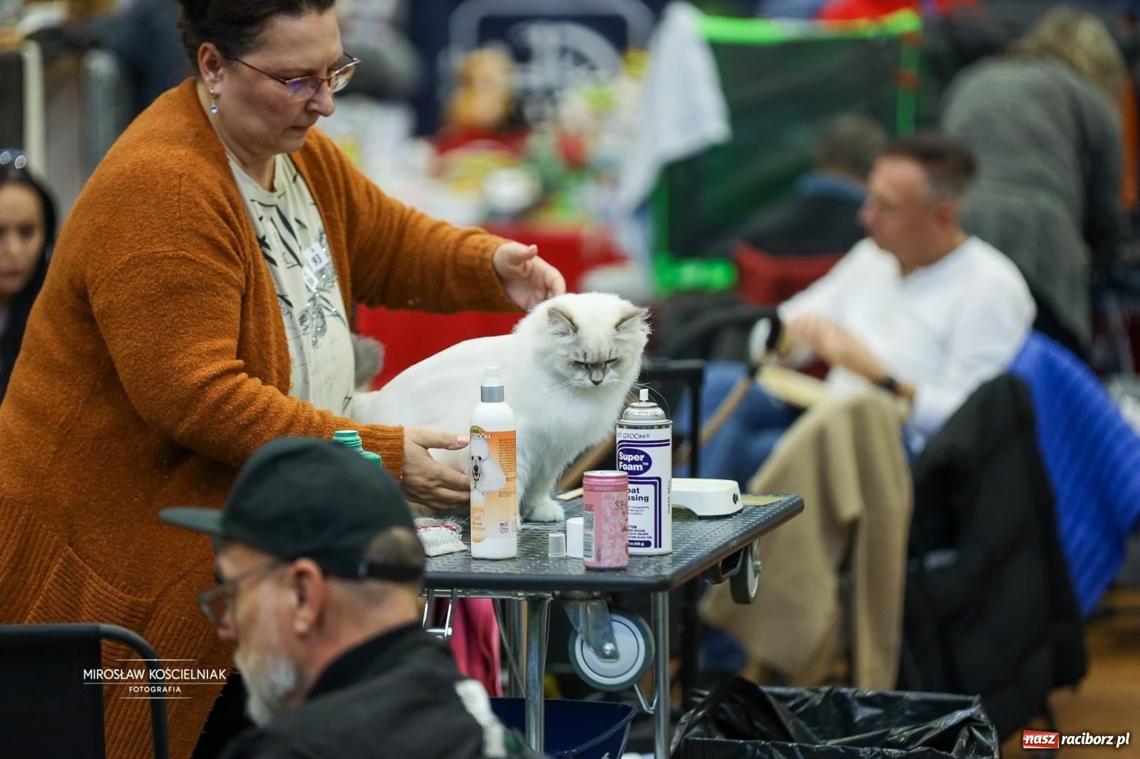 Zdjęcie w galerii na portalu naszraciborz.pl: Kocie piękno w Raciborzu. Trwa Międzynarodowa Wystawa Kotów w arenie Rafako wiadomości z regionu