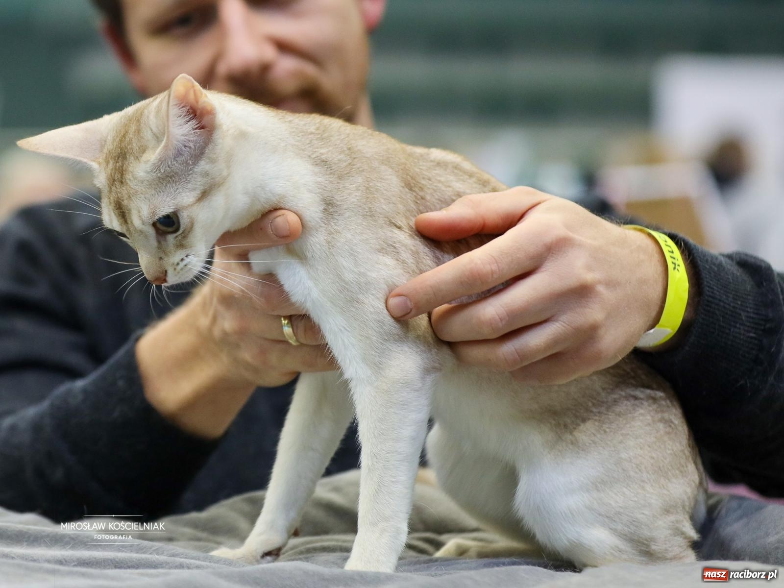 Zdjęcie w galerii na portalu naszraciborz.pl: Kocie piękno w Raciborzu. Trwa Międzynarodowa Wystawa Kotów w arenie Rafako wiadomości z regionu