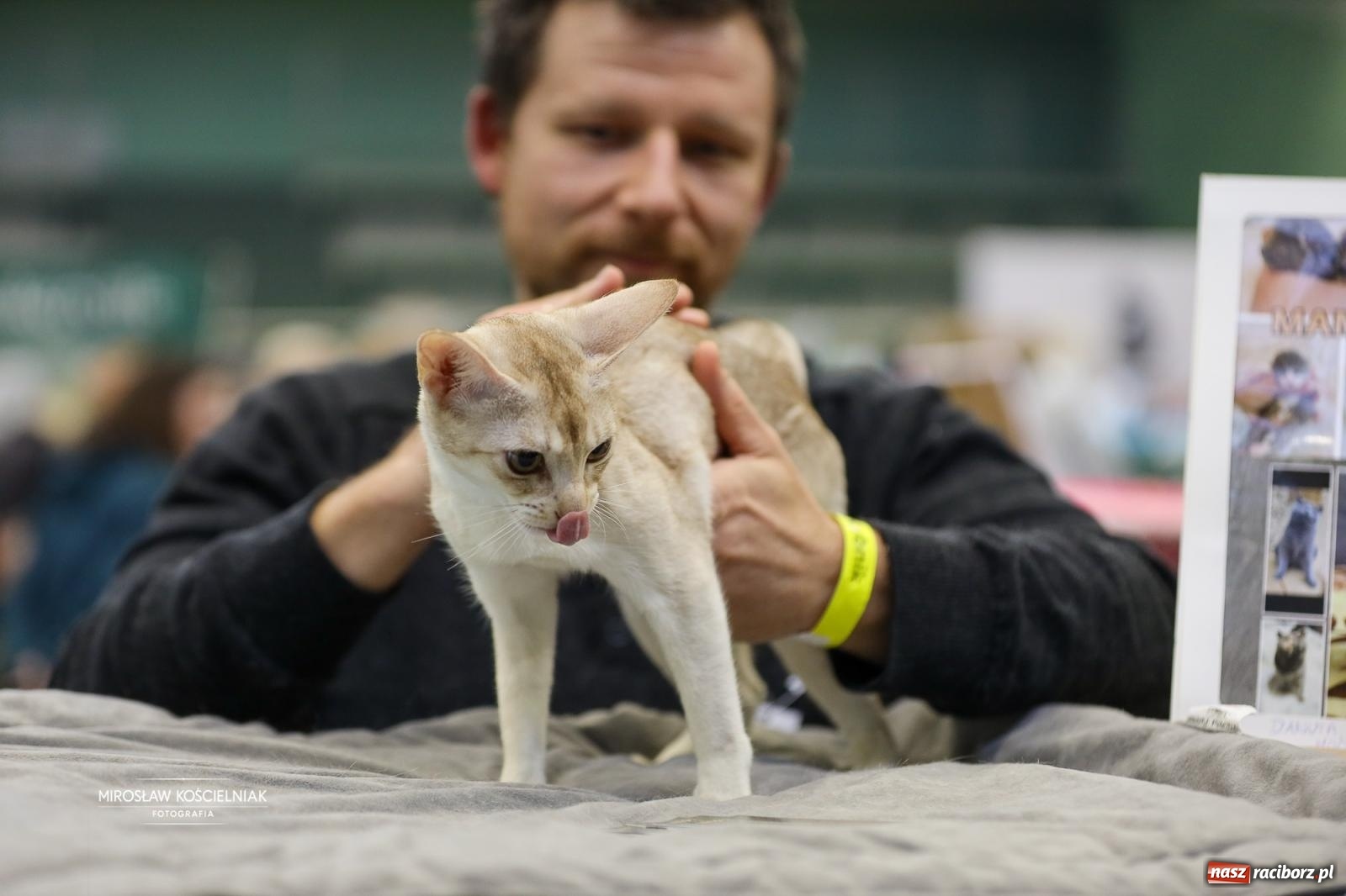 Zdjęcie w galerii na portalu naszraciborz.pl: Kocie piękno w Raciborzu. Trwa Międzynarodowa Wystawa Kotów w arenie Rafako wiadomości z regionu