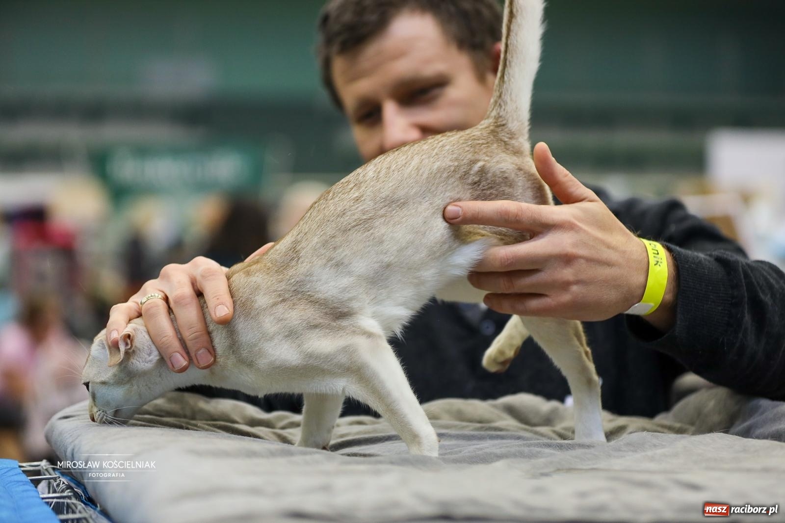 Zdjęcie w galerii na portalu naszraciborz.pl: Kocie piękno w Raciborzu. Trwa Międzynarodowa Wystawa Kotów w arenie Rafako wiadomości z regionu