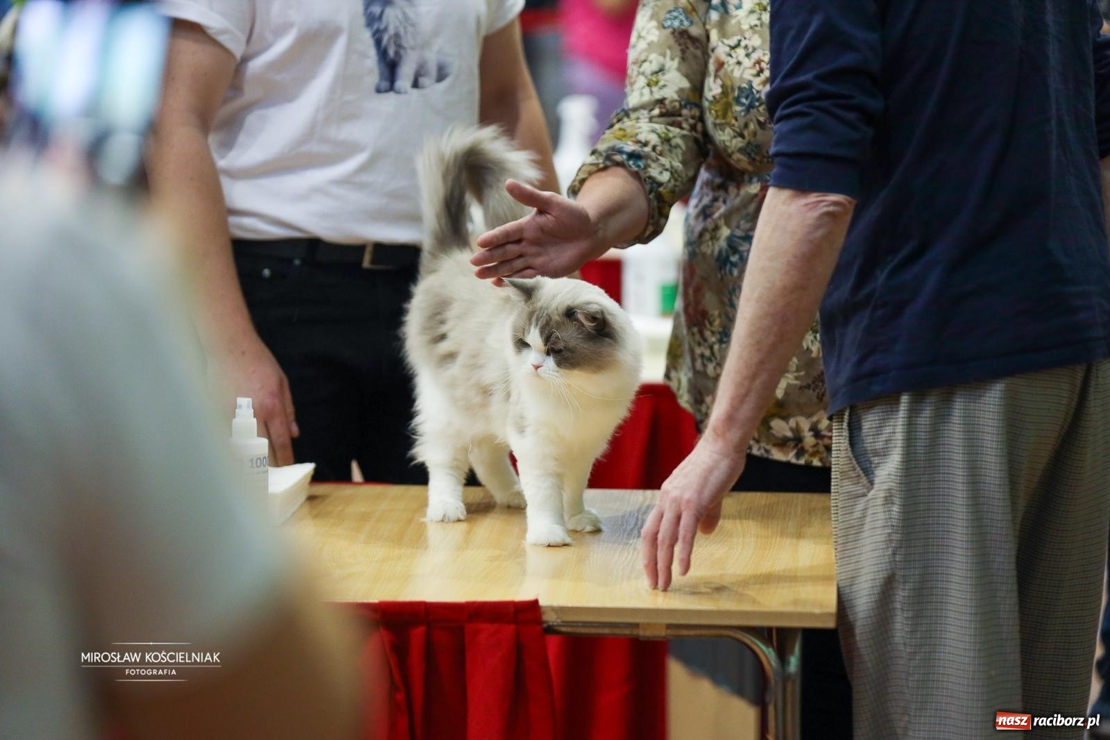 Zdjęcie w galerii na portalu naszraciborz.pl: Kocie piękno w Raciborzu. Trwa Międzynarodowa Wystawa Kotów w arenie Rafako wiadomości z regionu