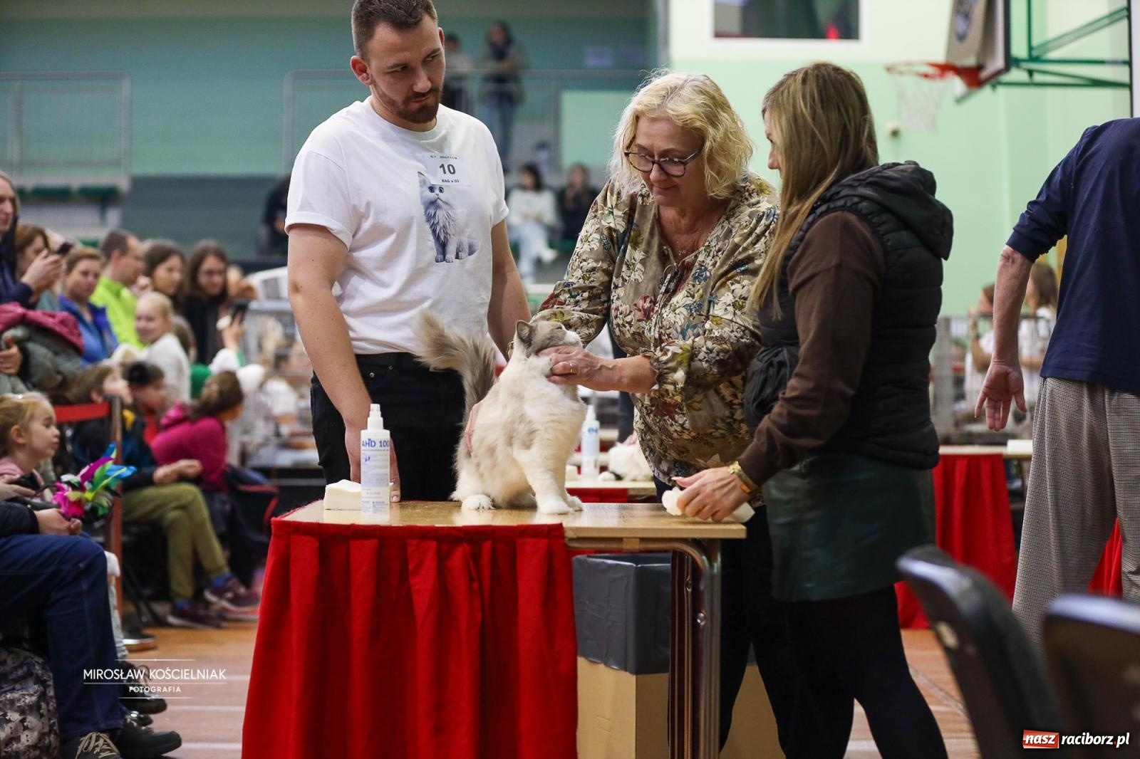 Zdjęcie w galerii na portalu naszraciborz.pl: Kocie piękno w Raciborzu. Trwa Międzynarodowa Wystawa Kotów w arenie Rafako wiadomości z regionu