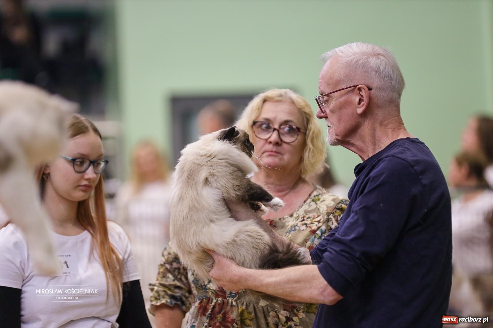 Zdjęcie w galerii na portalu naszraciborz.pl: Kocie piękno w Raciborzu. Trwa Międzynarodowa Wystawa Kotów w arenie Rafako wiadomości z regionu