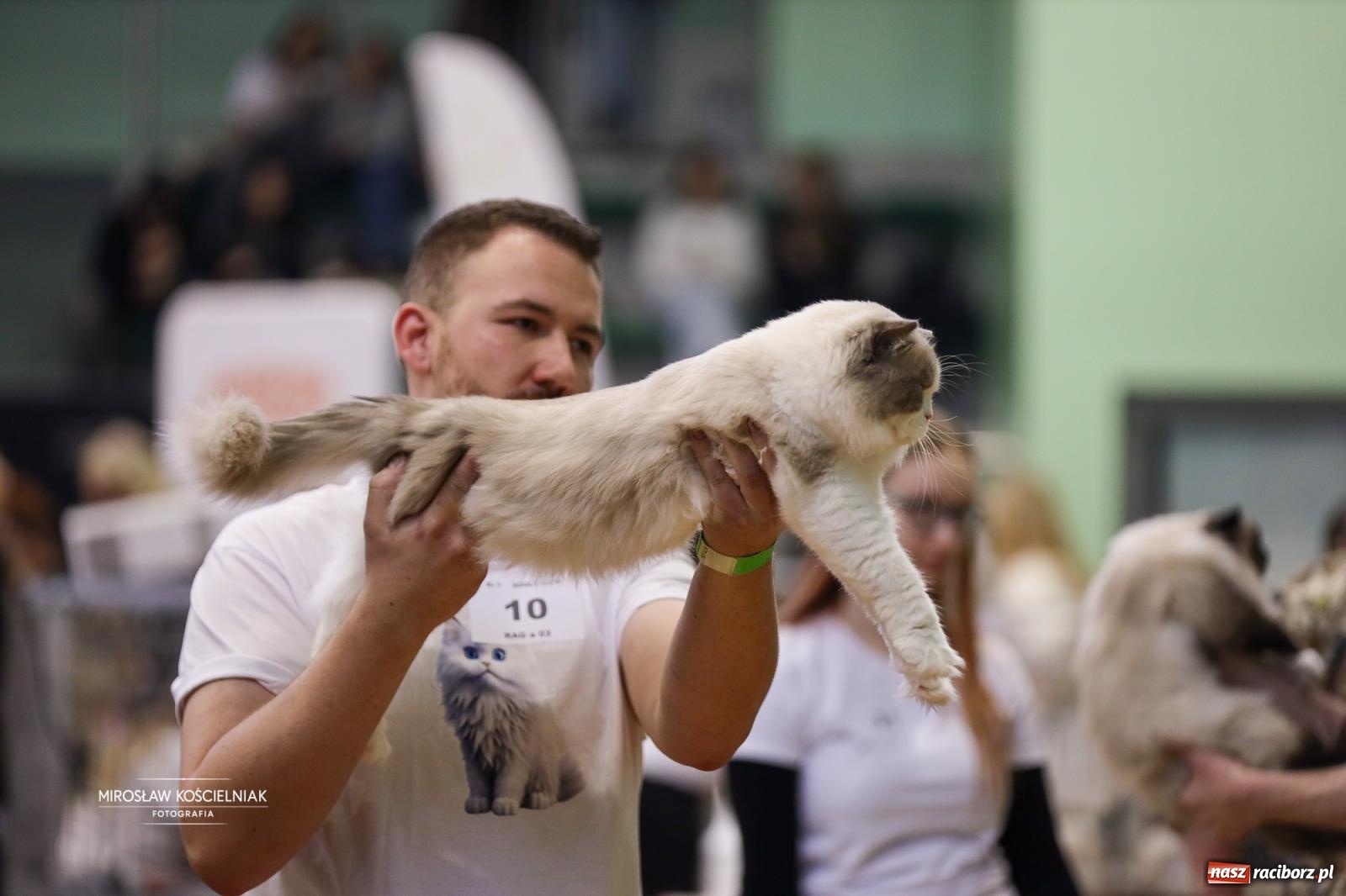 Zdjęcie w galerii na portalu naszraciborz.pl: Kocie piękno w Raciborzu. Trwa Międzynarodowa Wystawa Kotów w arenie Rafako wiadomości z regionu