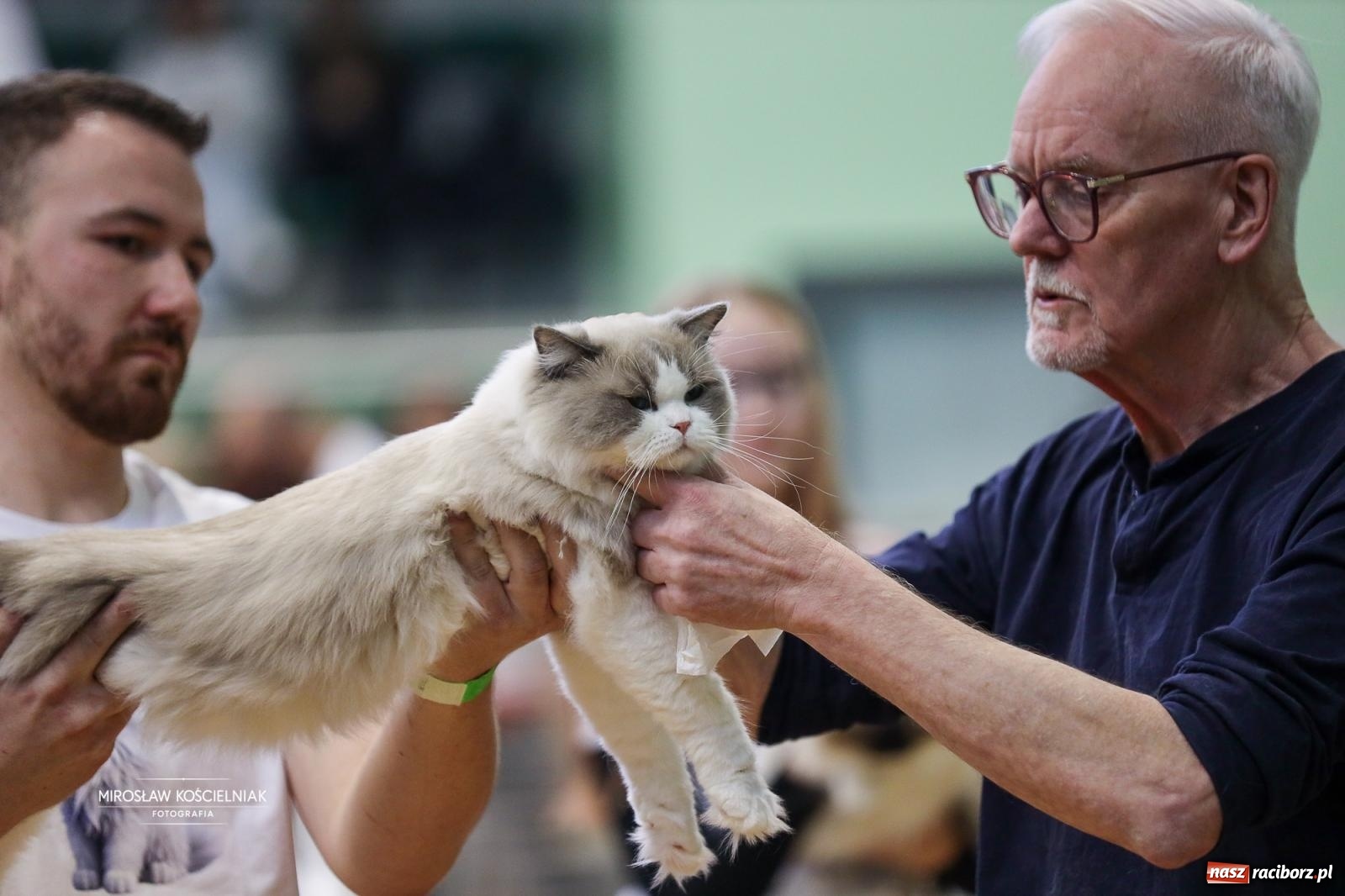 Zdjęcie w galerii na portalu naszraciborz.pl: Kocie piękno w Raciborzu. Trwa Międzynarodowa Wystawa Kotów w arenie Rafako wiadomości z regionu