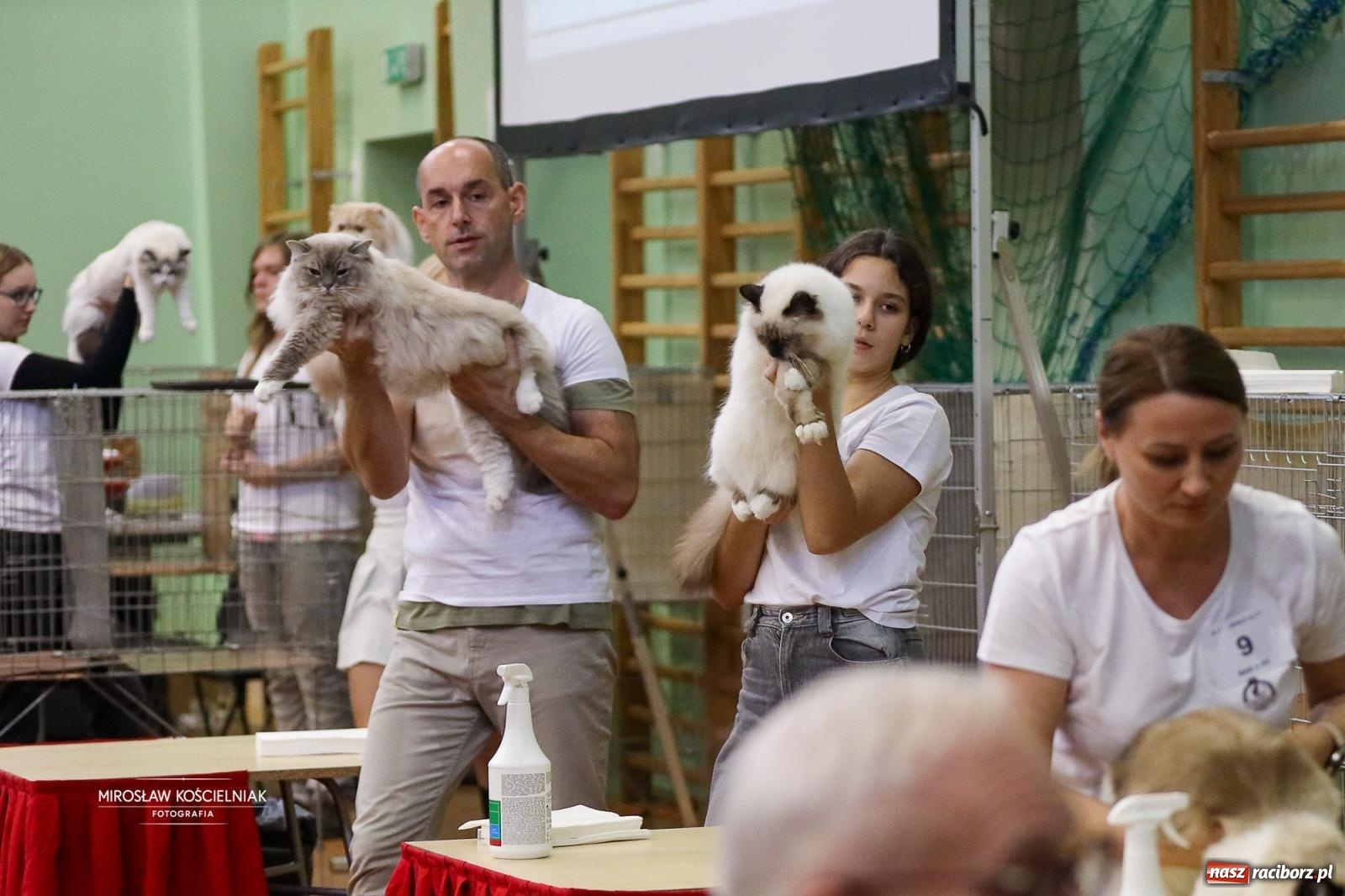 Zdjęcie w galerii na portalu naszraciborz.pl: Kocie piękno w Raciborzu. Trwa Międzynarodowa Wystawa Kotów w arenie Rafako wiadomości z regionu