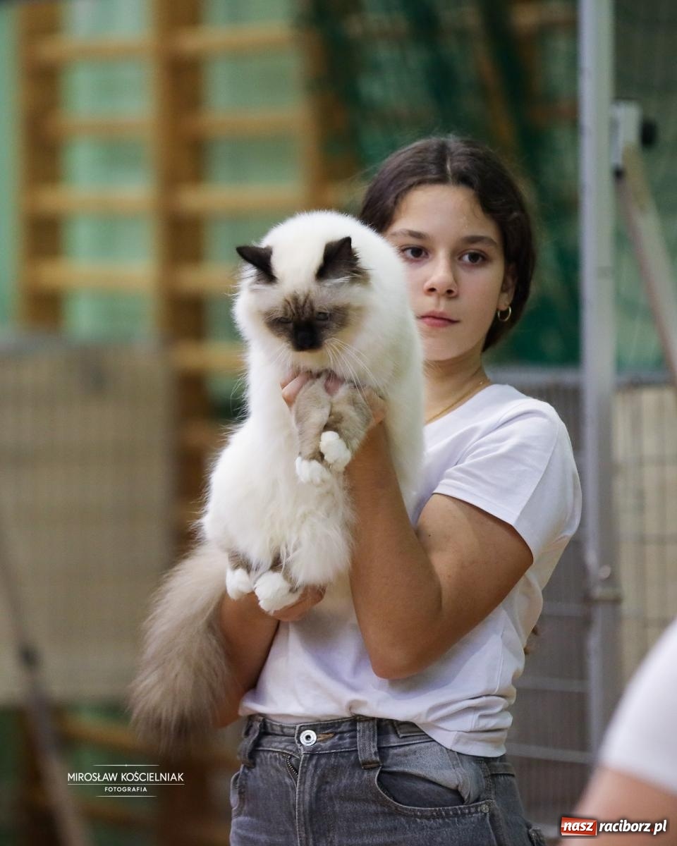 Zdjęcie w galerii na portalu naszraciborz.pl: Kocie piękno w Raciborzu. Trwa Międzynarodowa Wystawa Kotów w arenie Rafako wiadomości z regionu