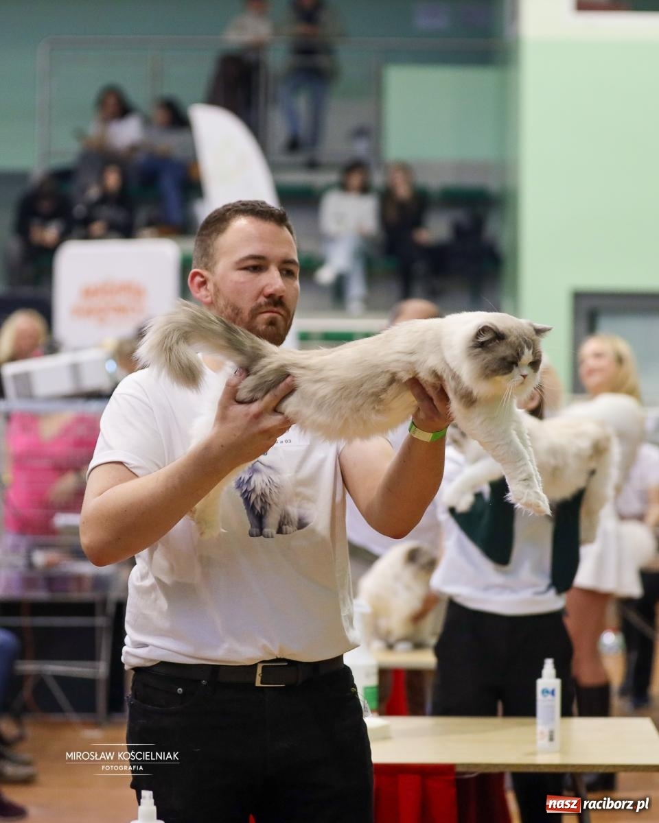 Zdjęcie w galerii na portalu naszraciborz.pl: Kocie piękno w Raciborzu. Trwa Międzynarodowa Wystawa Kotów w arenie Rafako wiadomości z regionu