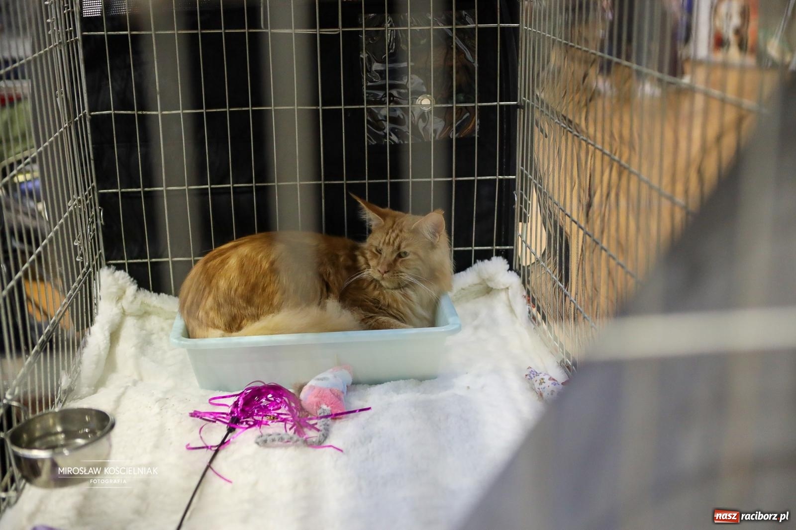 Zdjęcie w galerii na portalu naszraciborz.pl: Kocie piękno w Raciborzu. Trwa Międzynarodowa Wystawa Kotów w arenie Rafako wiadomości z regionu