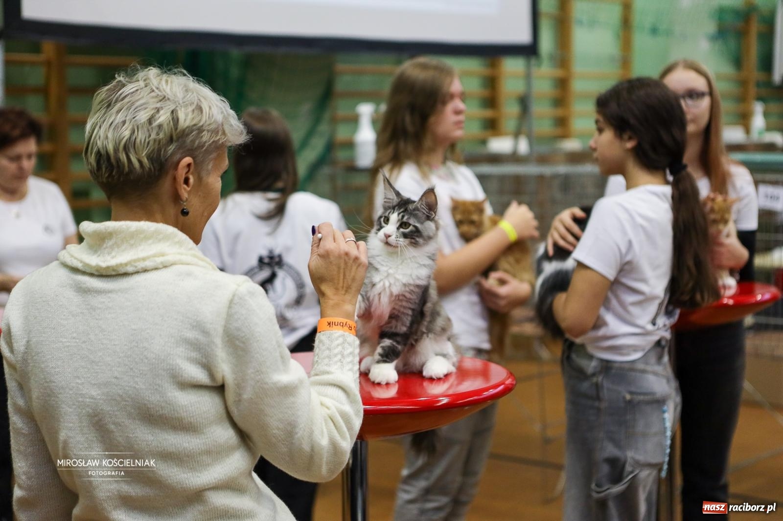 Zdjęcie w galerii na portalu naszraciborz.pl: Kocie piękno w Raciborzu. Trwa Międzynarodowa Wystawa Kotów w arenie Rafako wiadomości z regionu