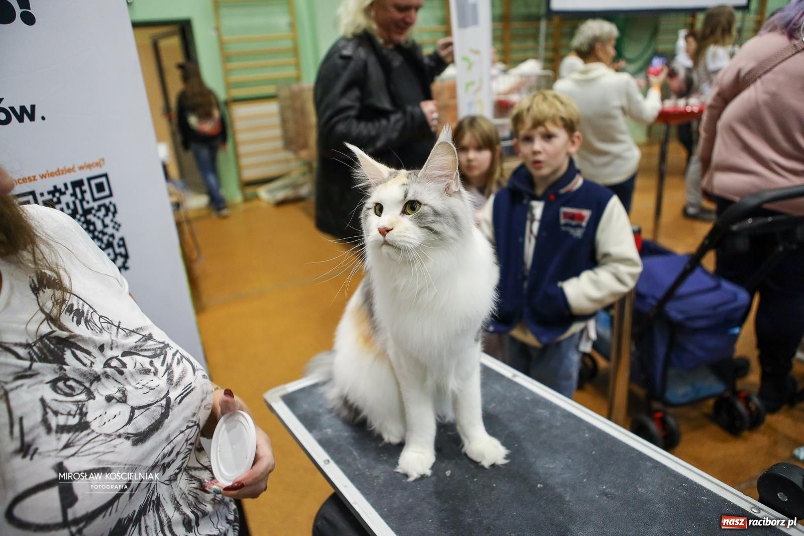 Zdjęcie w galerii na portalu naszraciborz.pl: Kocie piękno w Raciborzu. Trwa Międzynarodowa Wystawa Kotów w arenie Rafako wiadomości z regionu