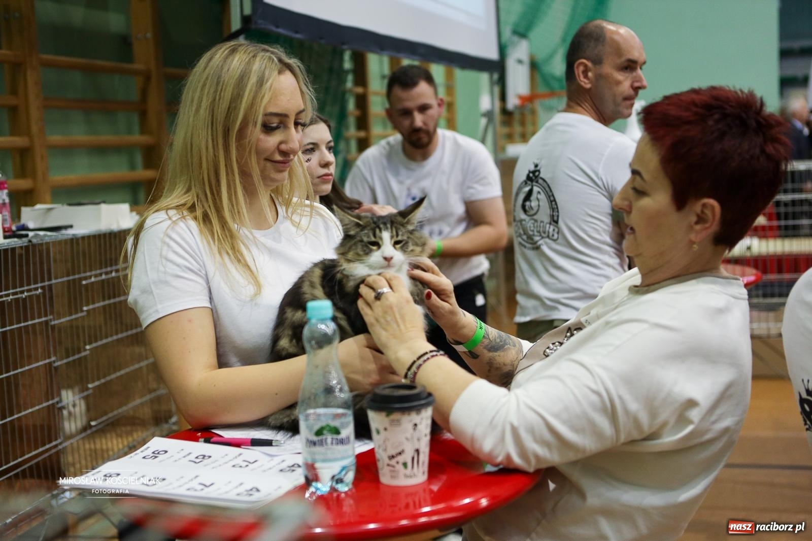 Zdjęcie w galerii na portalu naszraciborz.pl: Kocie piękno w Raciborzu. Trwa Międzynarodowa Wystawa Kotów w arenie Rafako wiadomości z regionu