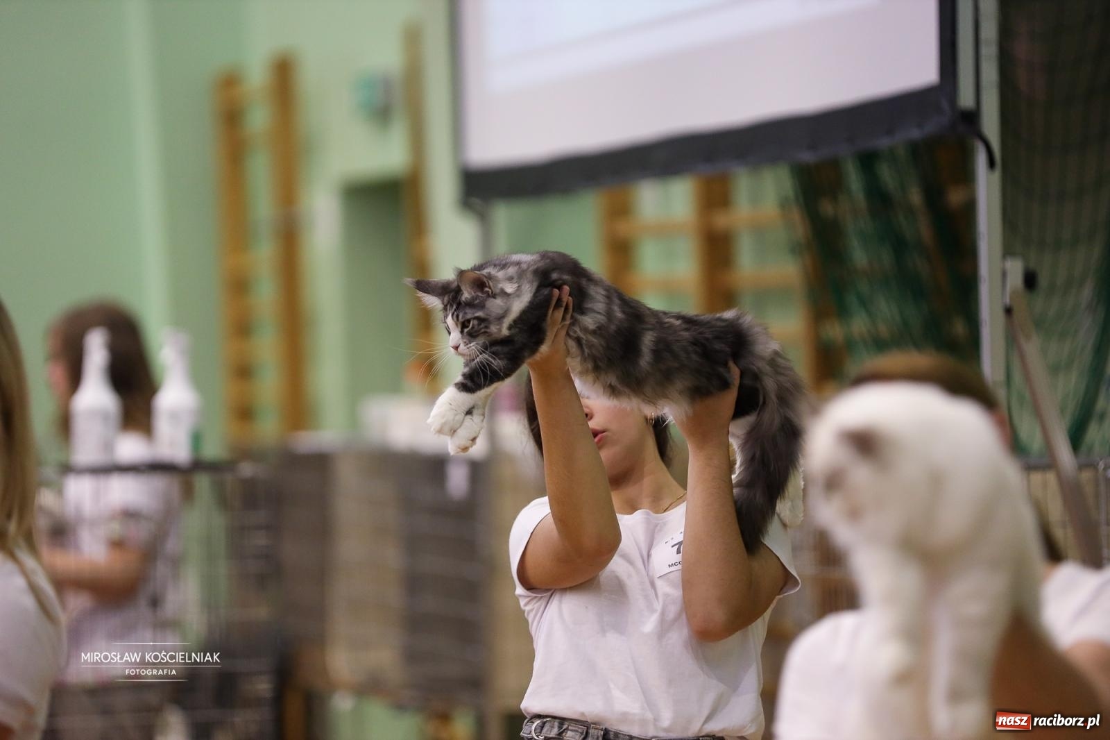 Zdjęcie w galerii na portalu naszraciborz.pl: Kocie piękno w Raciborzu. Trwa Międzynarodowa Wystawa Kotów w arenie Rafako wiadomości z regionu