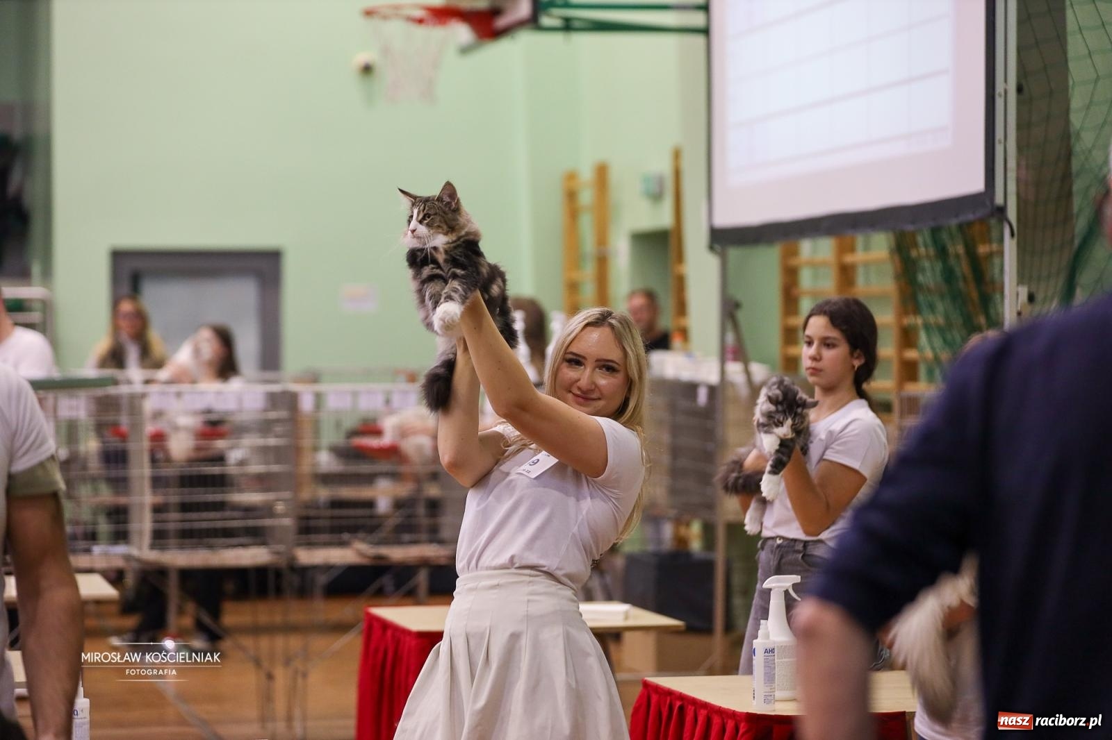 Zdjęcie w galerii na portalu naszraciborz.pl: Kocie piękno w Raciborzu. Trwa Międzynarodowa Wystawa Kotów w arenie Rafako wiadomości z regionu