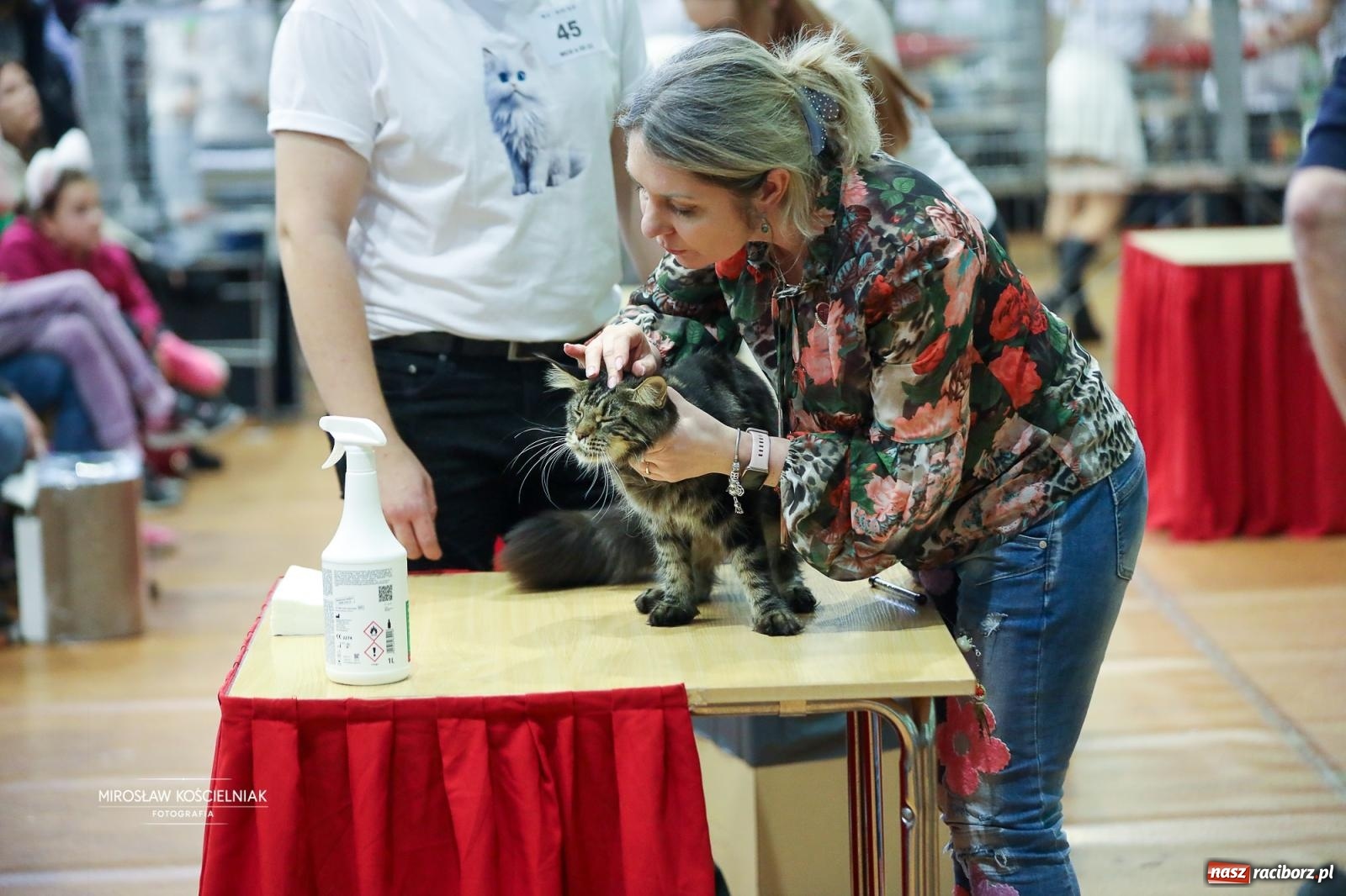 Zdjęcie w galerii na portalu naszraciborz.pl: Kocie piękno w Raciborzu. Trwa Międzynarodowa Wystawa Kotów w arenie Rafako wiadomości z regionu