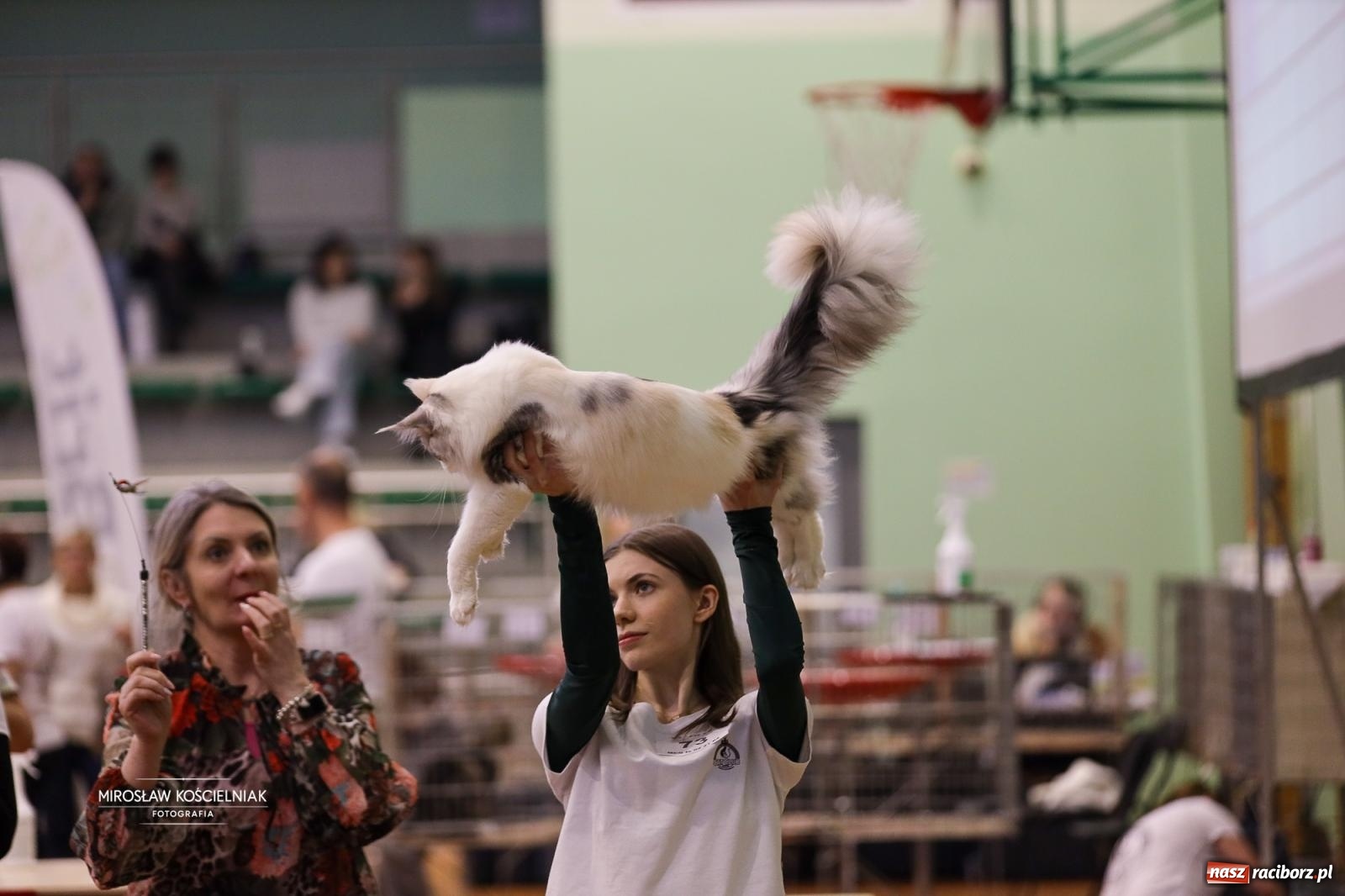 Zdjęcie w galerii na portalu naszraciborz.pl: Kocie piękno w Raciborzu. Trwa Międzynarodowa Wystawa Kotów w arenie Rafako wiadomości z regionu