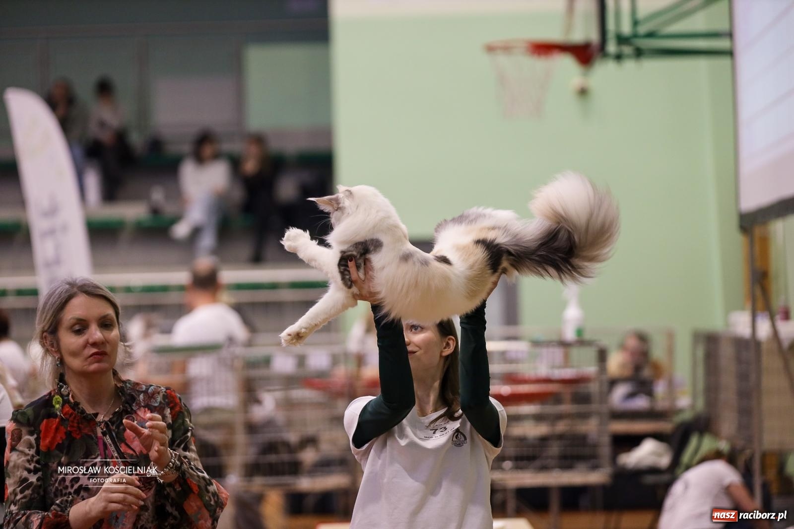 Zdjęcie w galerii na portalu naszraciborz.pl: Kocie piękno w Raciborzu. Trwa Międzynarodowa Wystawa Kotów w arenie Rafako wiadomości z regionu