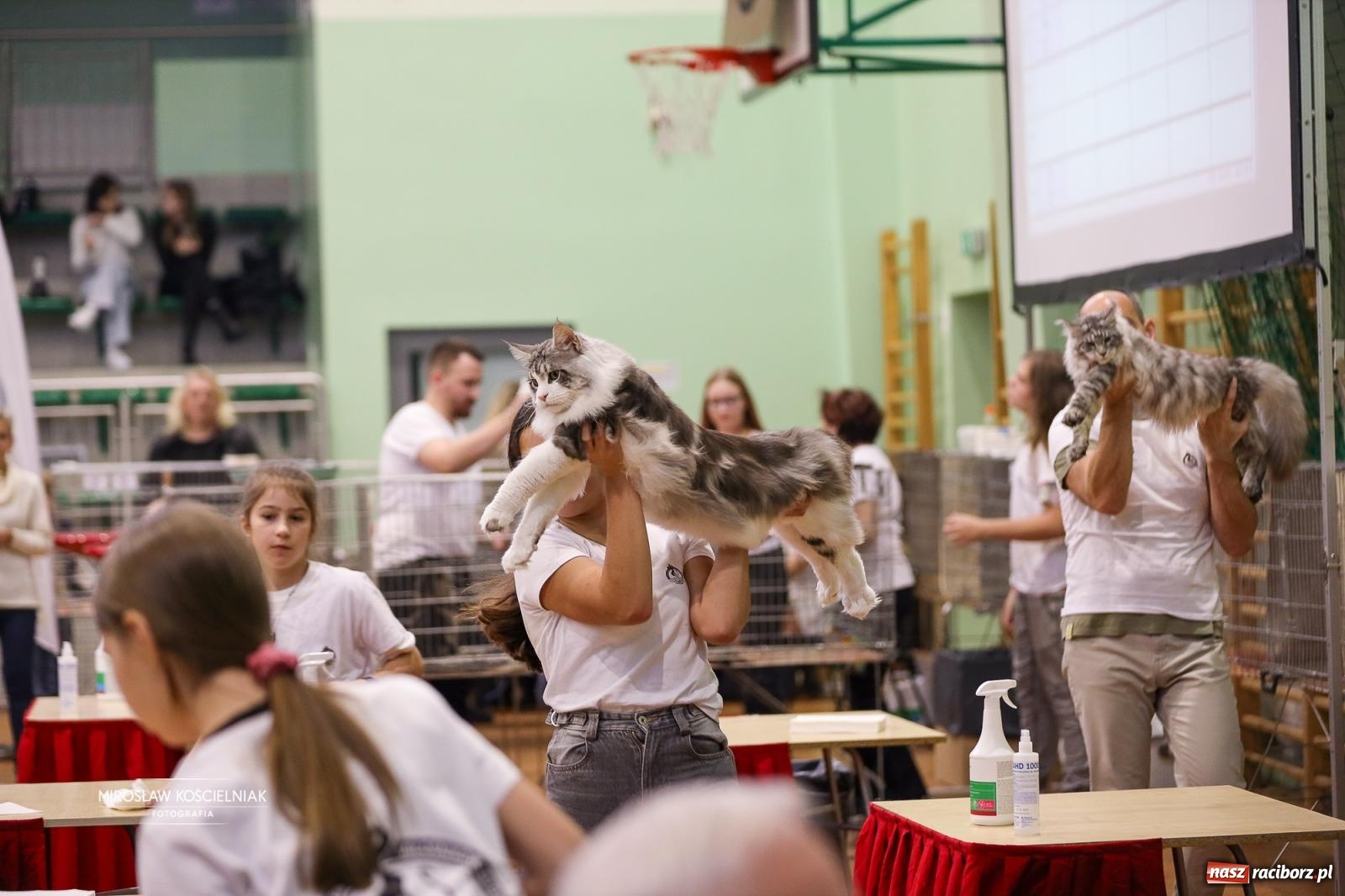 Zdjęcie w galerii na portalu naszraciborz.pl: Kocie piękno w Raciborzu. Trwa Międzynarodowa Wystawa Kotów w arenie Rafako wiadomości z regionu
