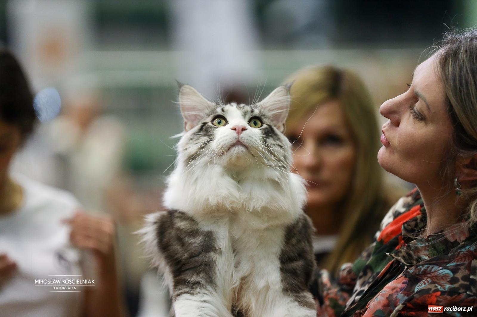 Zdjęcie w galerii na portalu naszraciborz.pl: Kocie piękno w Raciborzu. Trwa Międzynarodowa Wystawa Kotów w arenie Rafako wiadomości z regionu