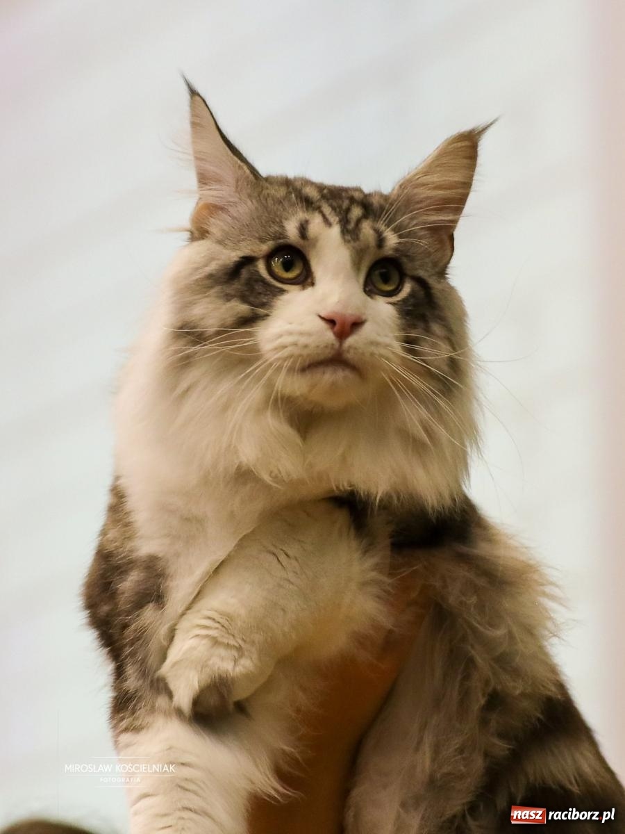 Zdjęcie w galerii na portalu naszraciborz.pl: Kocie piękno w Raciborzu. Trwa Międzynarodowa Wystawa Kotów w arenie Rafako wiadomości z regionu